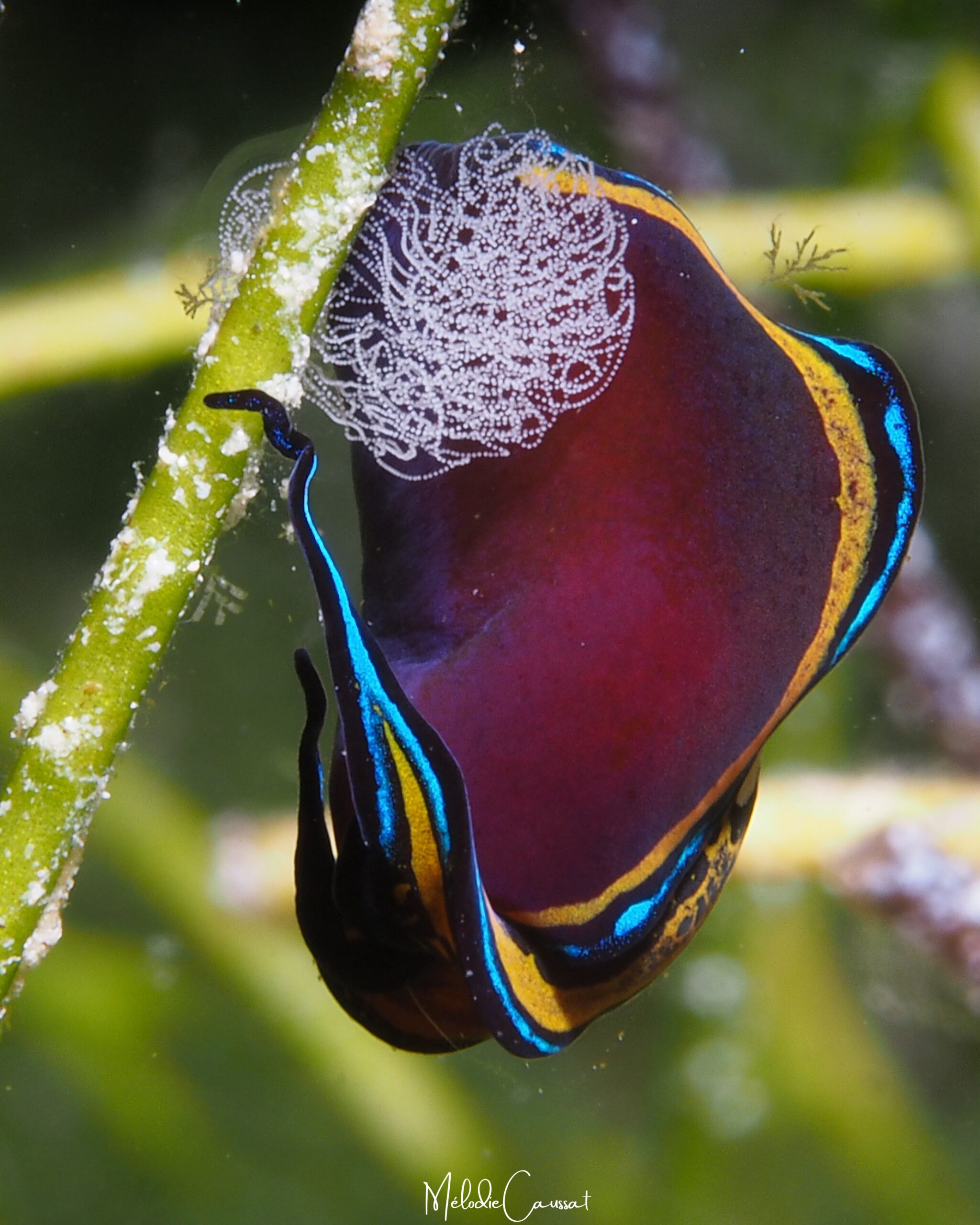 Chelidonura hirundinina