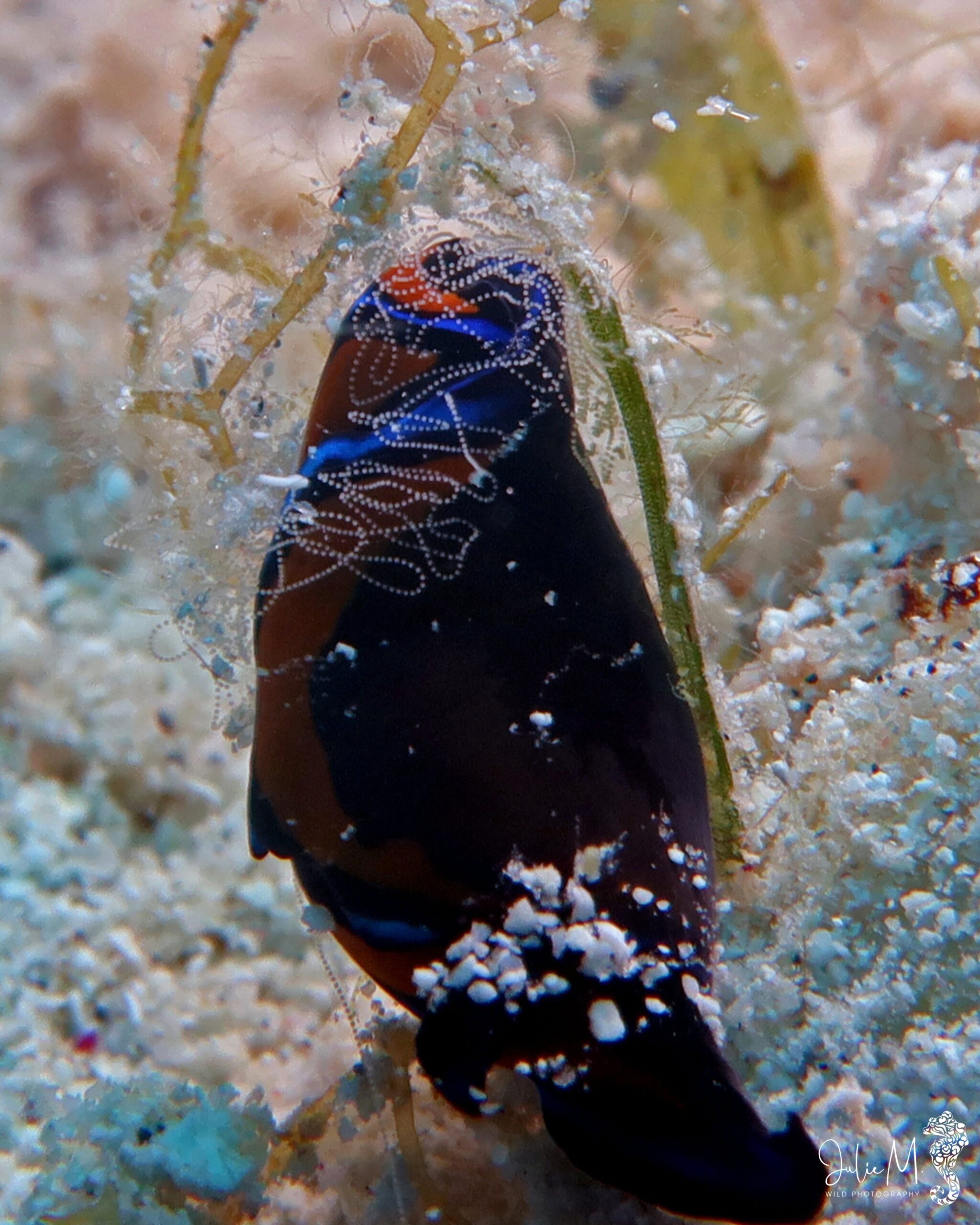 Chelidonura hirundinina