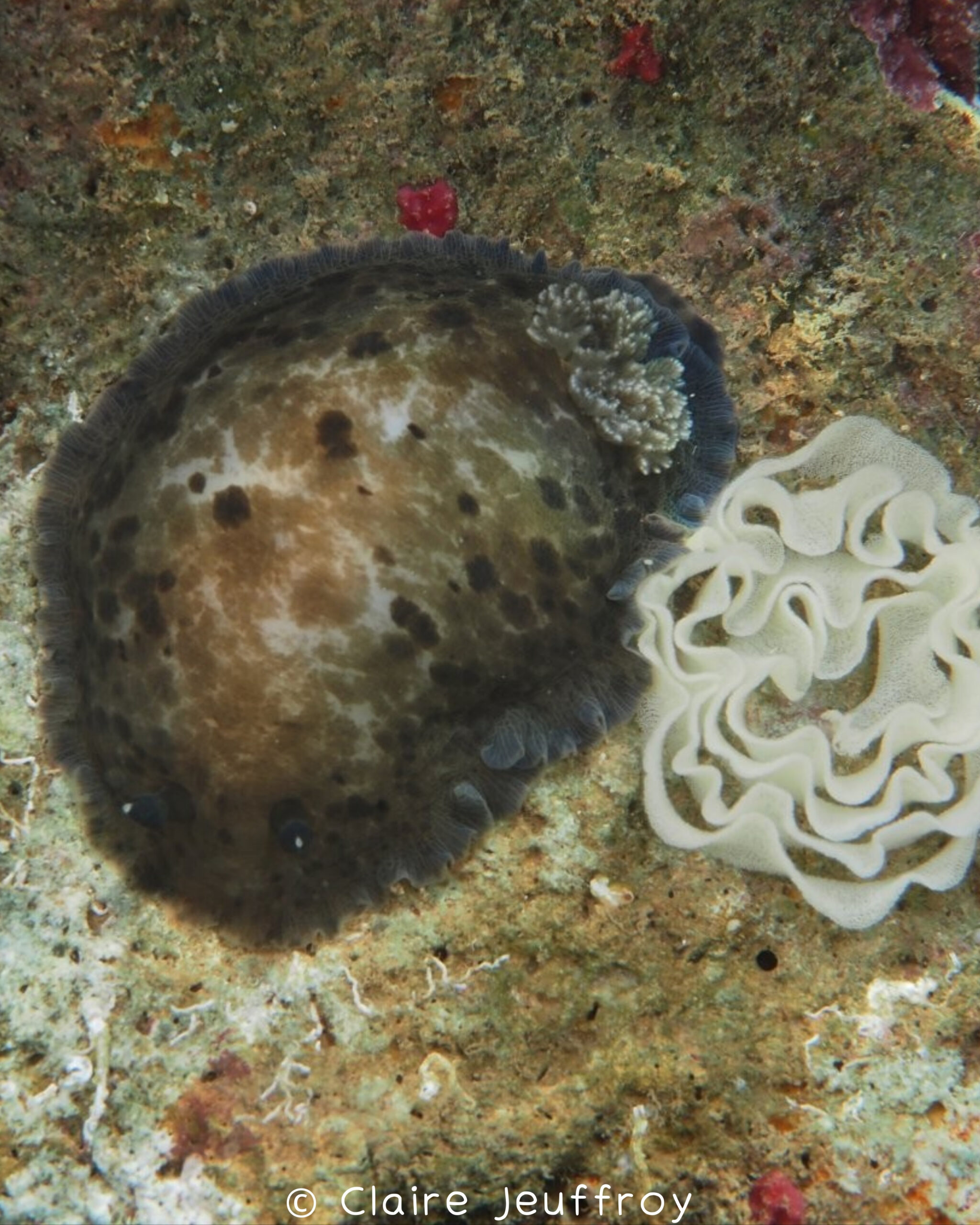 Dendrodoris krebsii