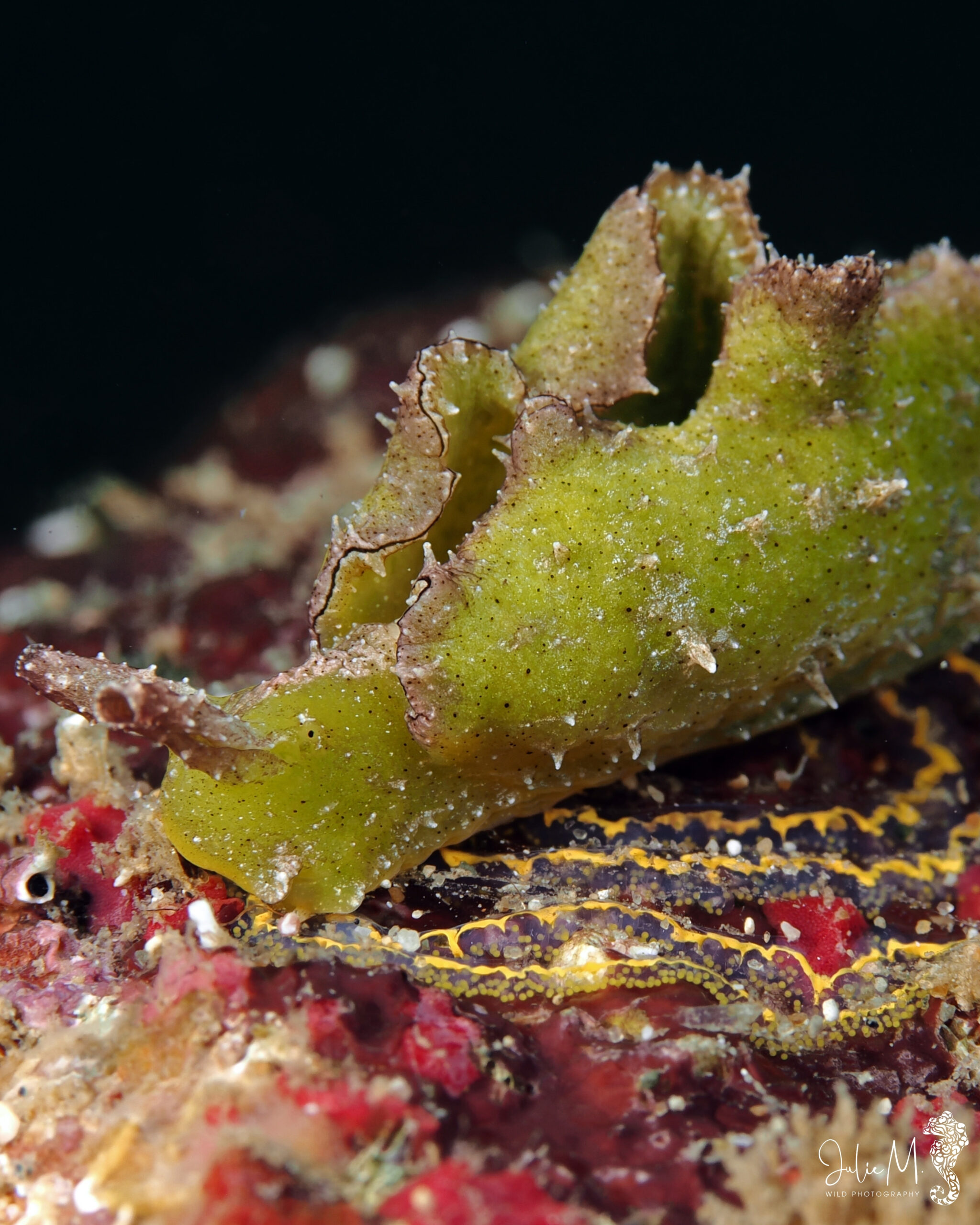 Elysia subornata