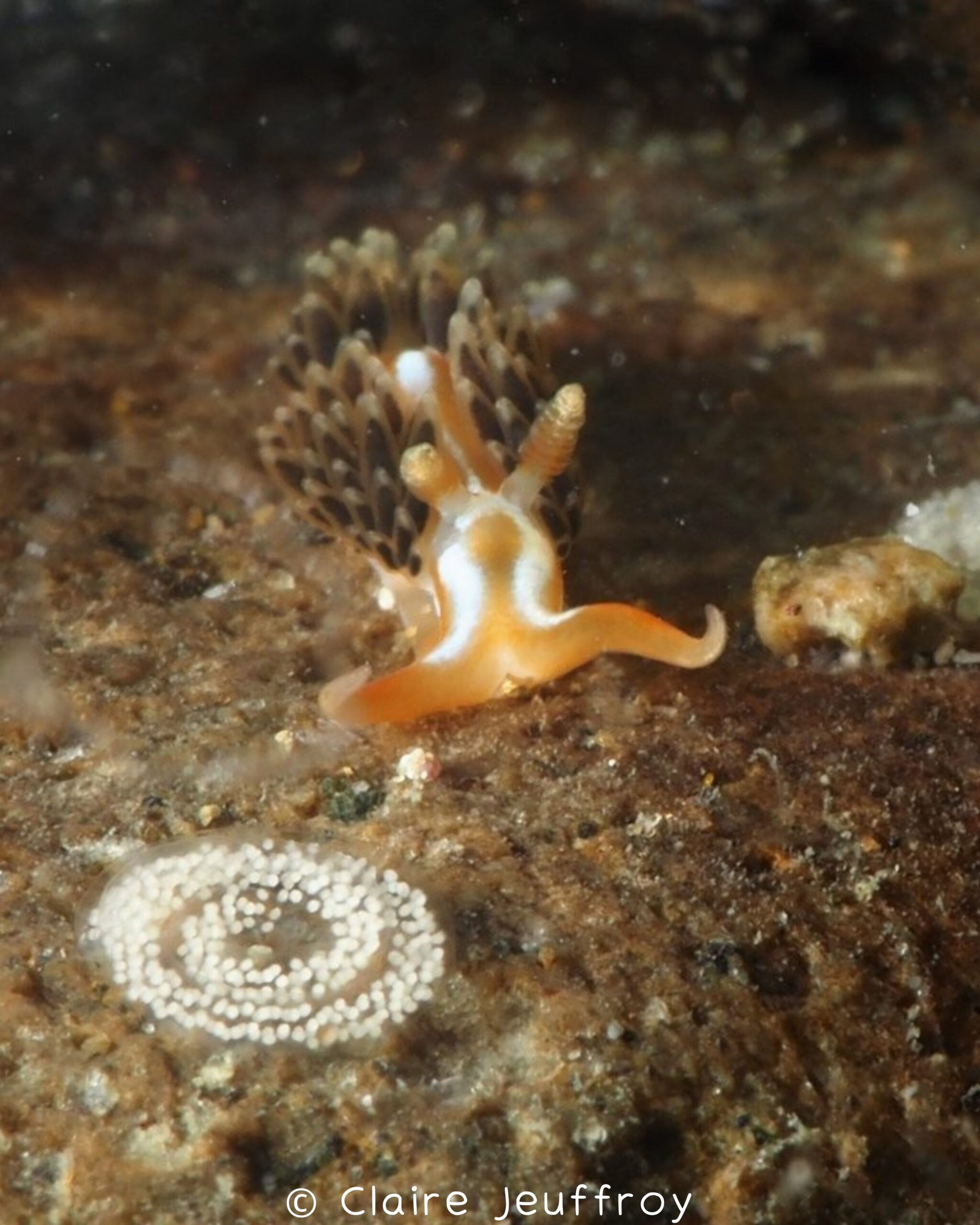 Phidiana lynceus
