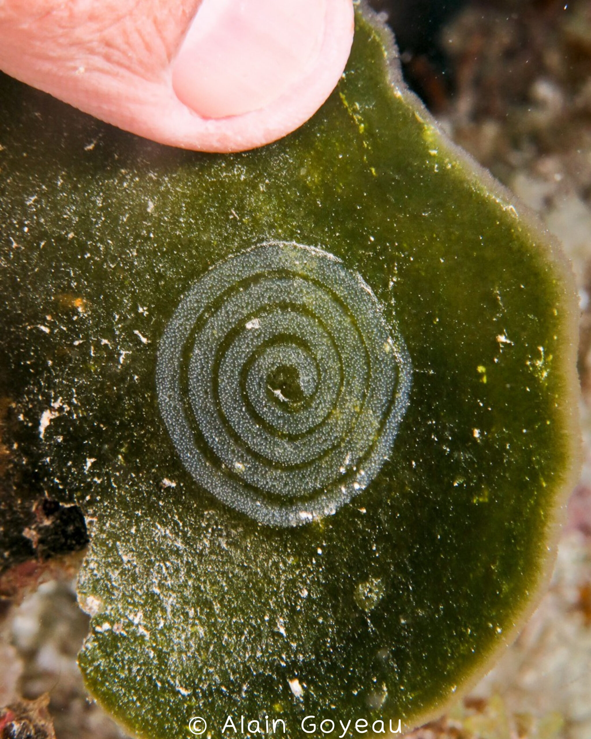 Costasiella ocellifera
