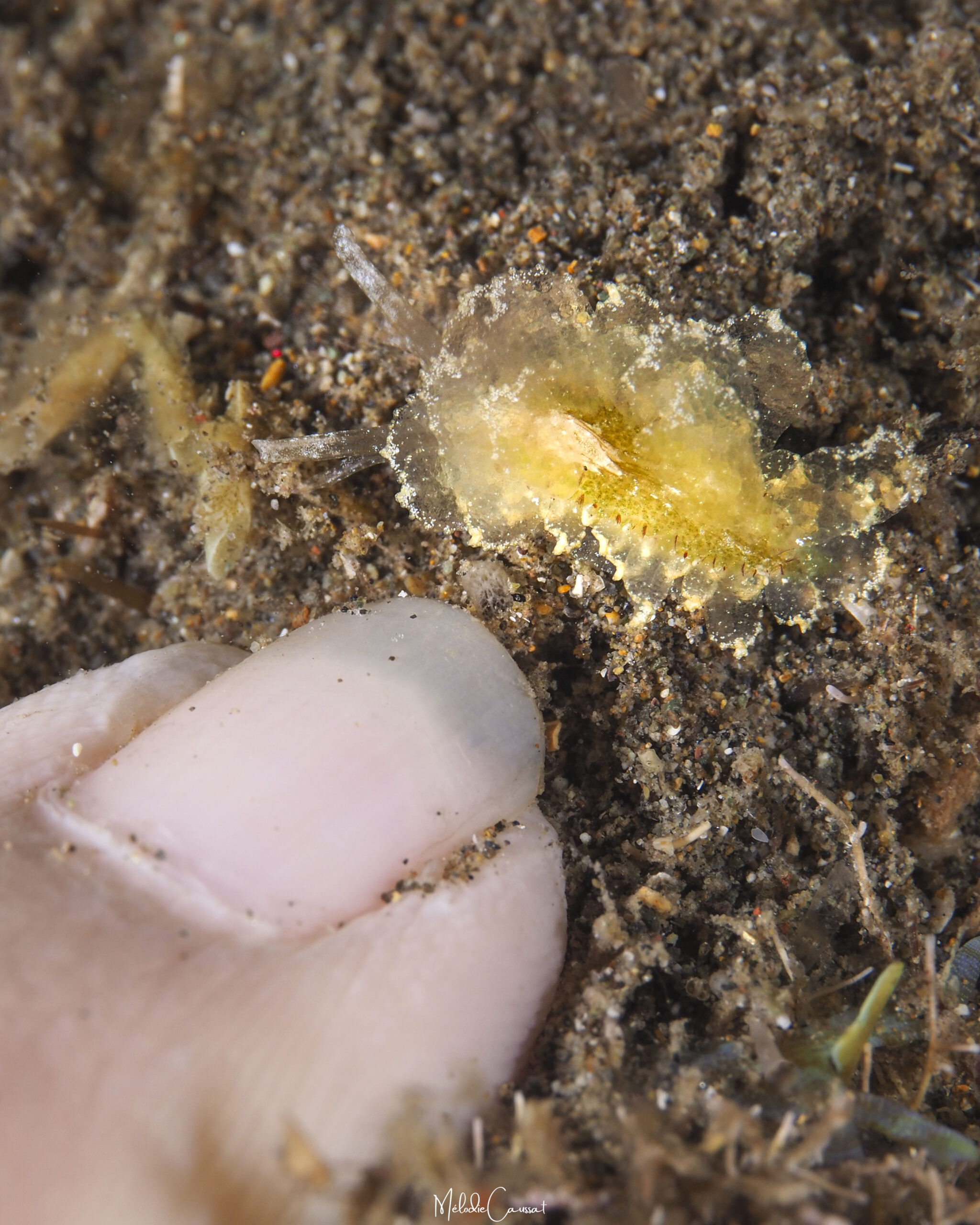 Cyerce antillensis échelle 