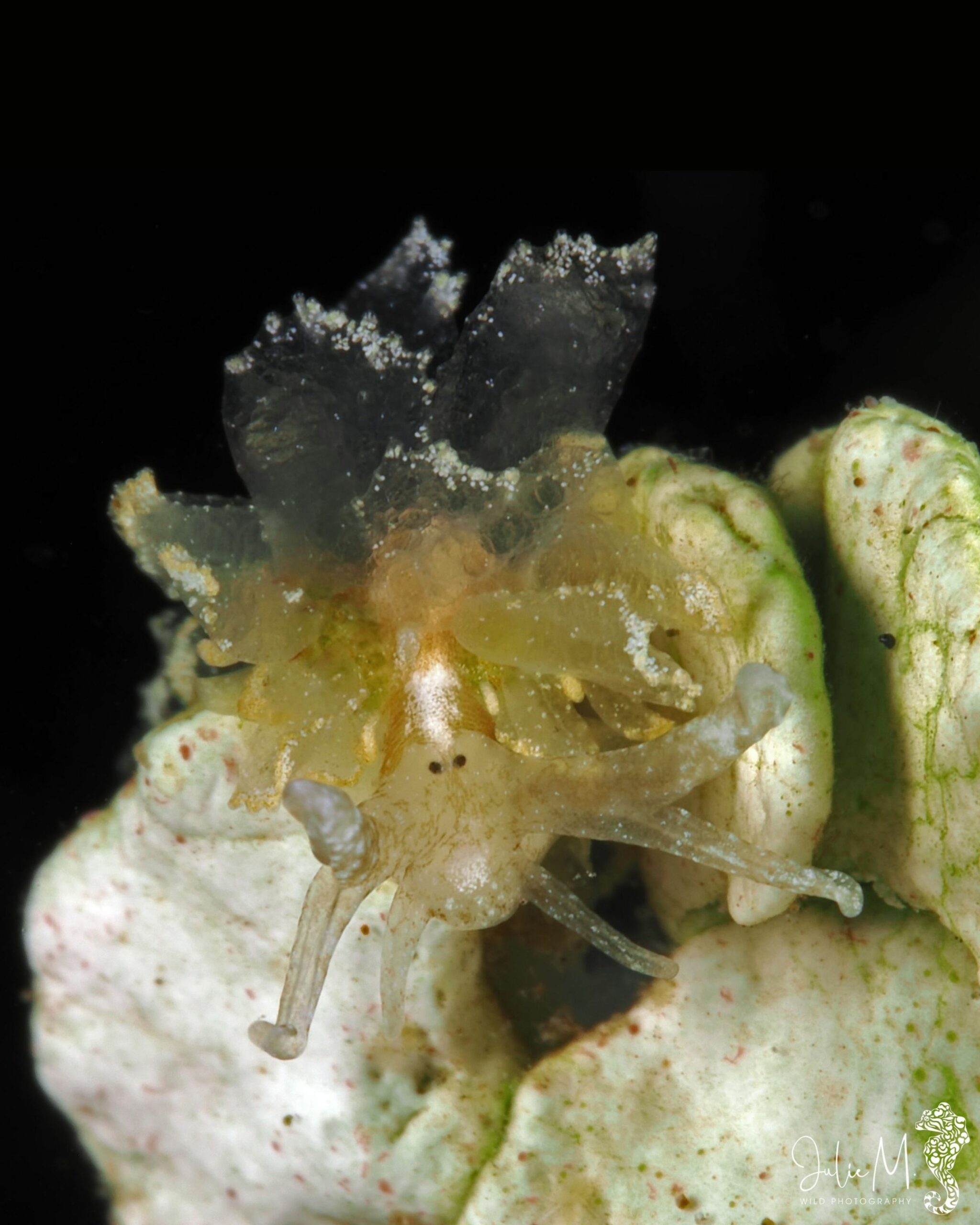 Cyerce antillensis 