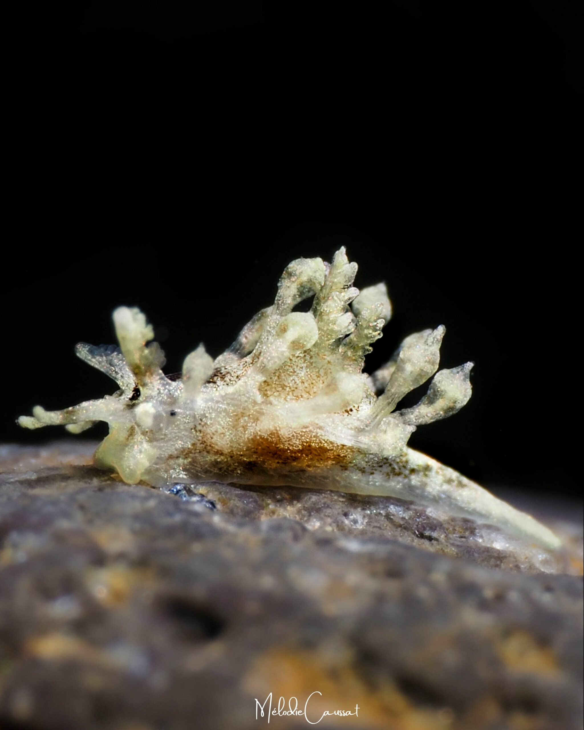 Cargoa impexa 