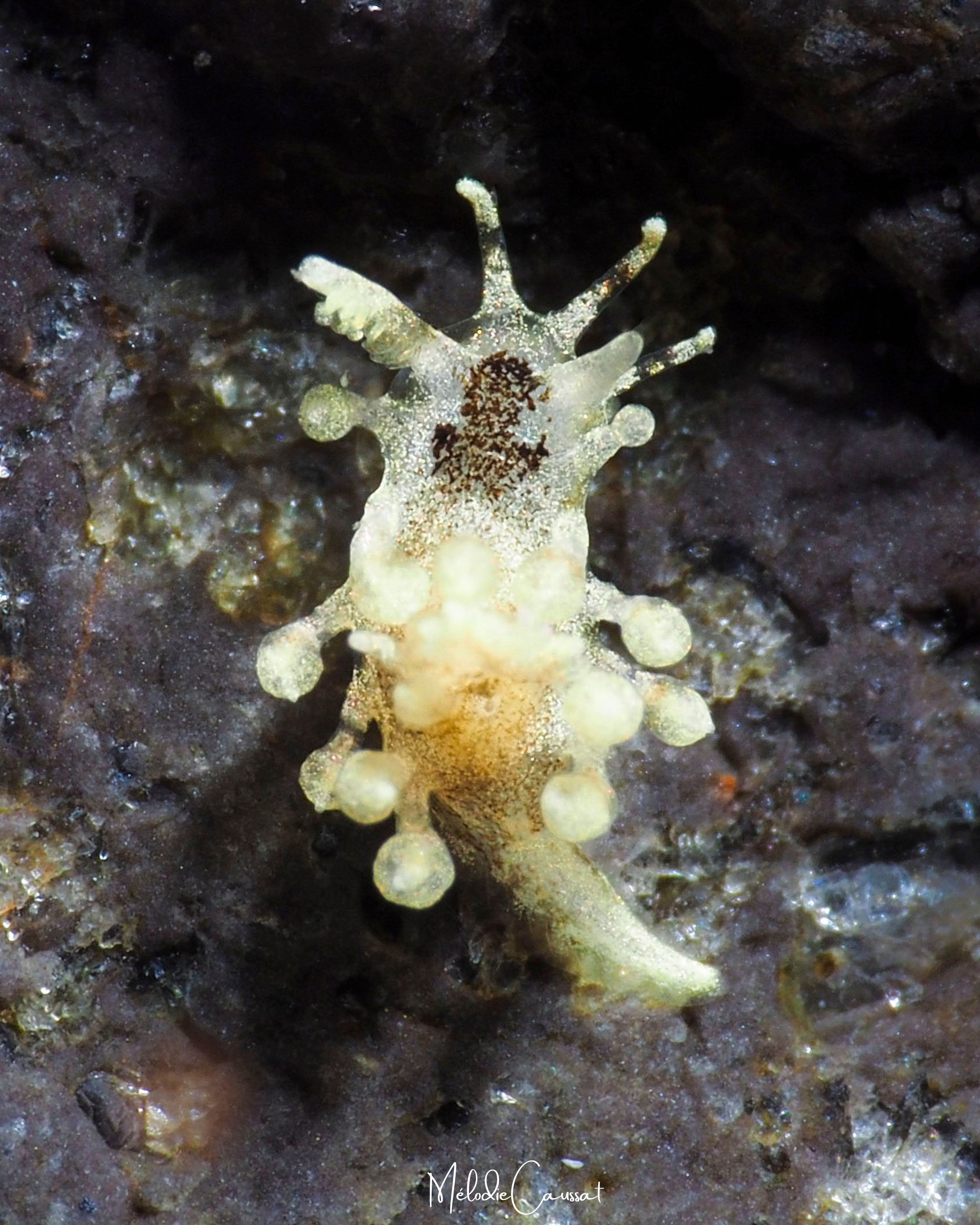 Cargoa impexa 