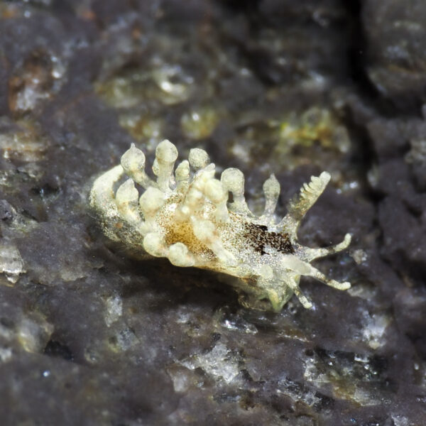 Cargoa impexa