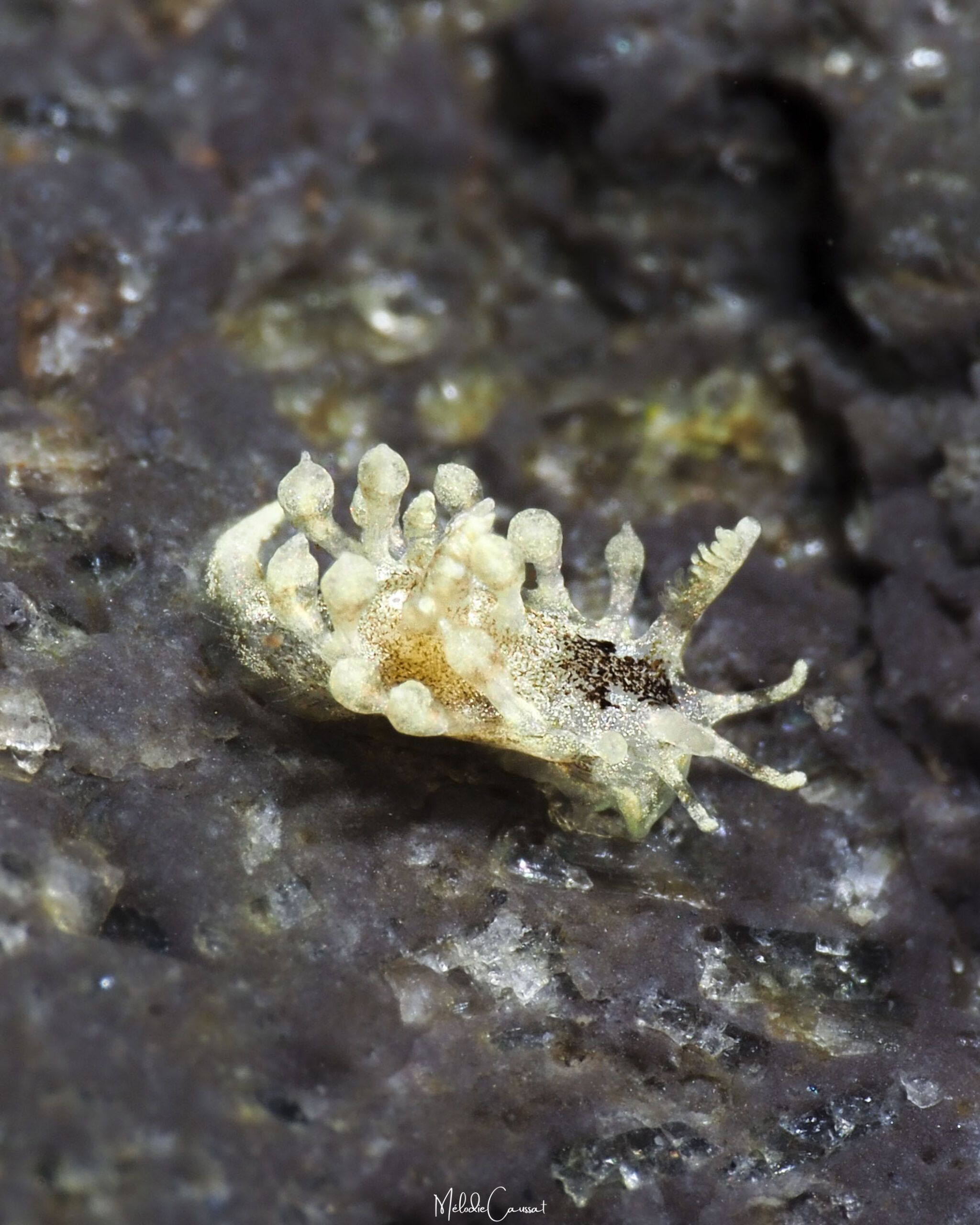 Cargoa impexa 