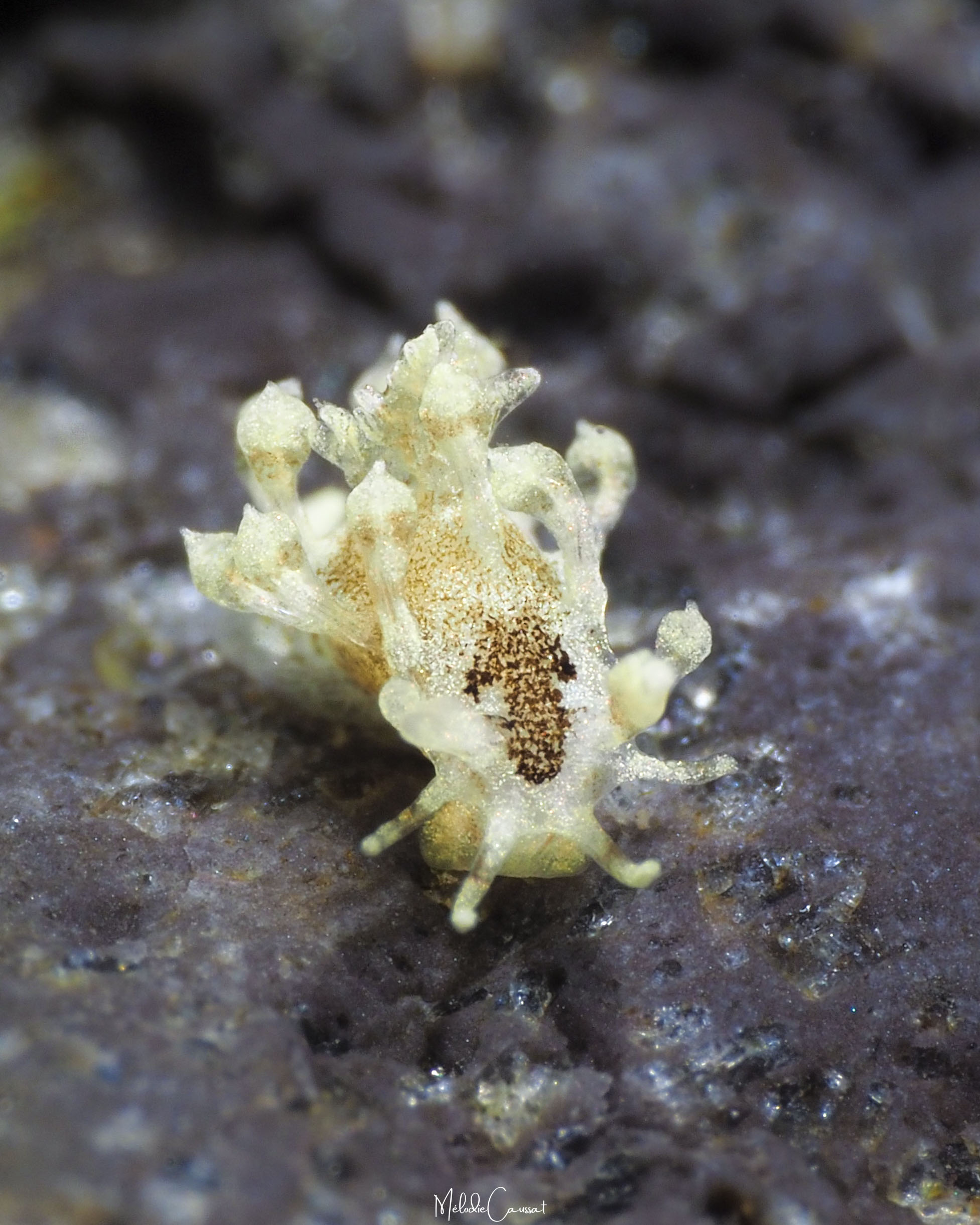 Cargoa impexa  
