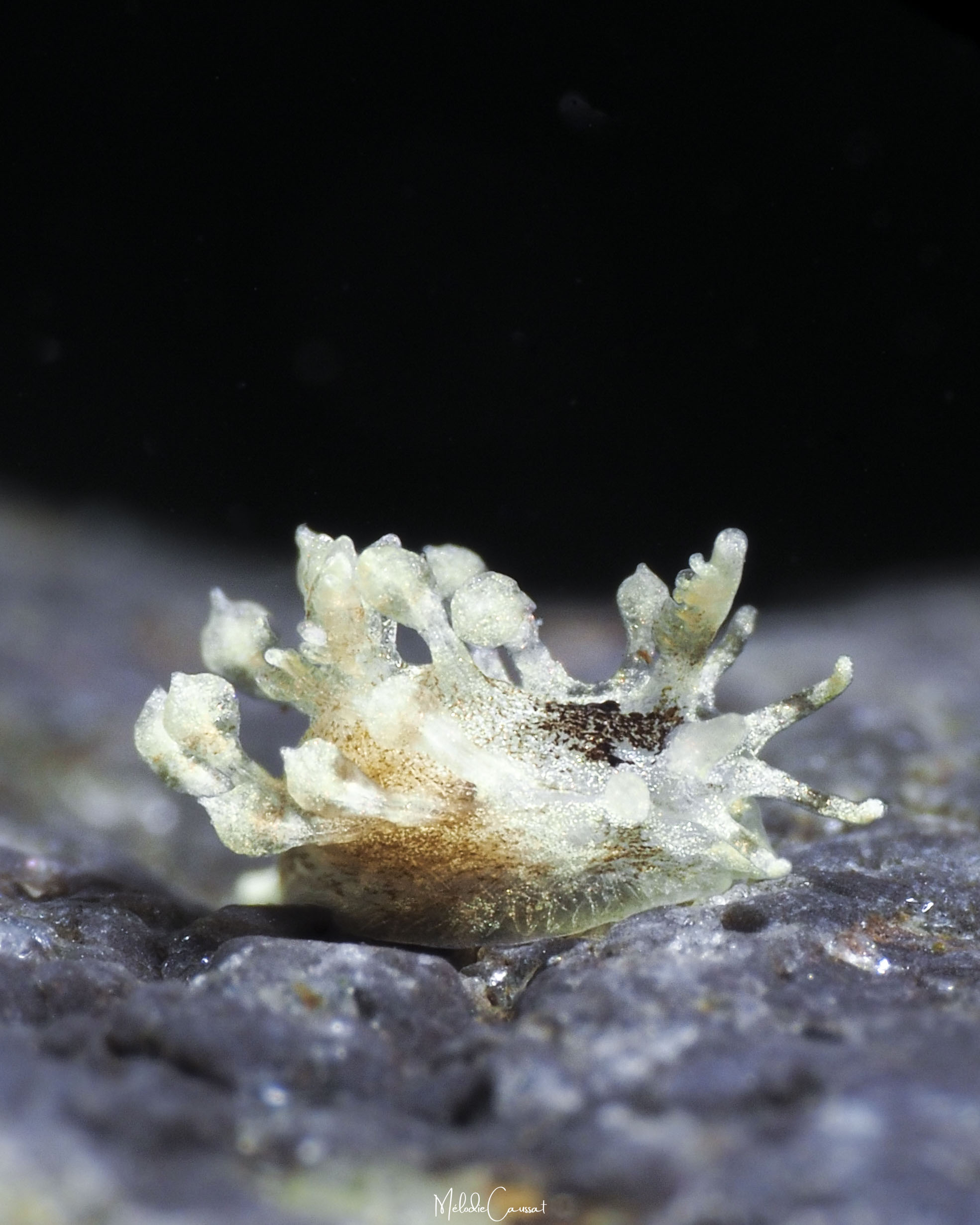 Cargoa impexa 