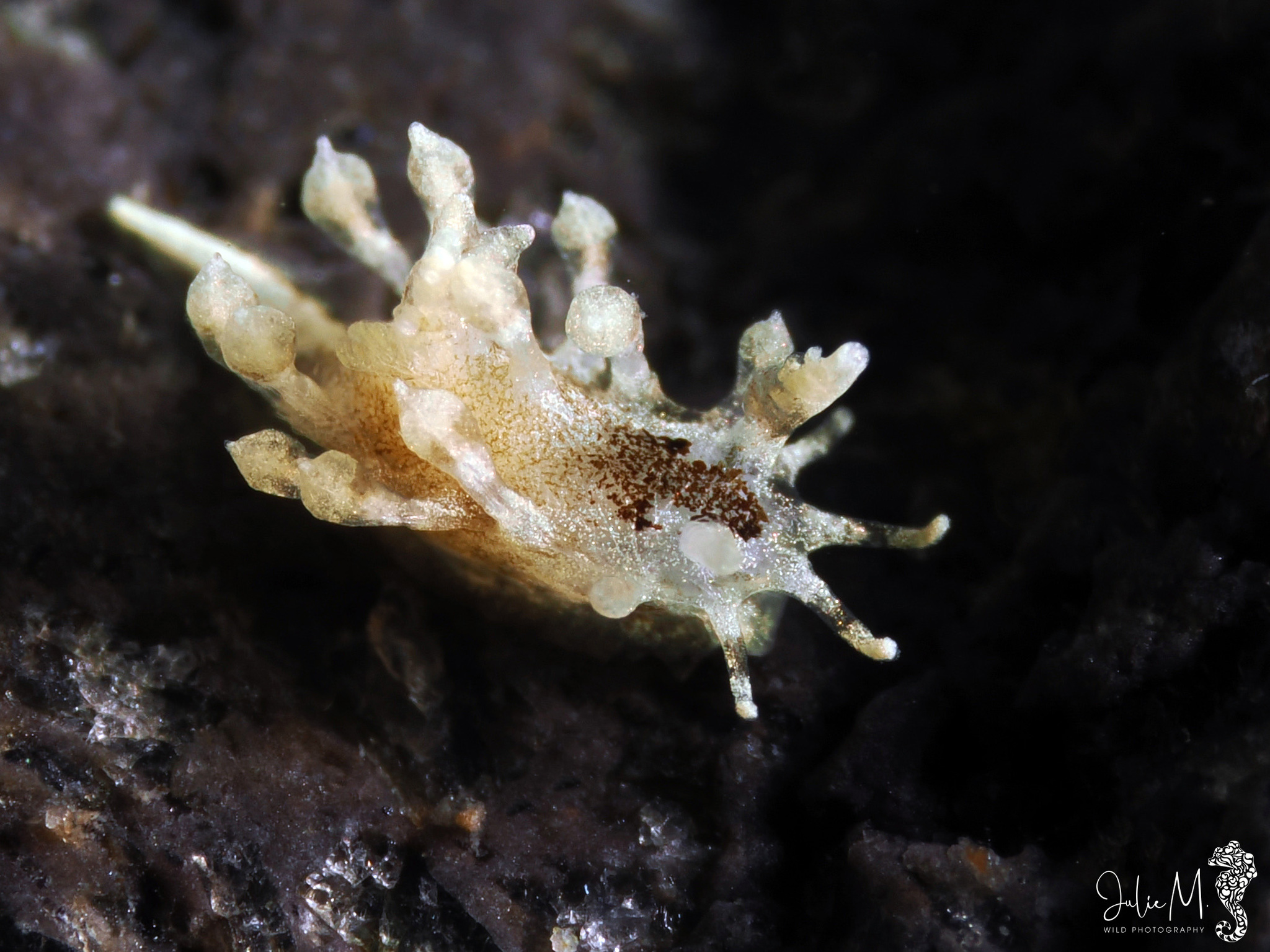 Cargoa impexa