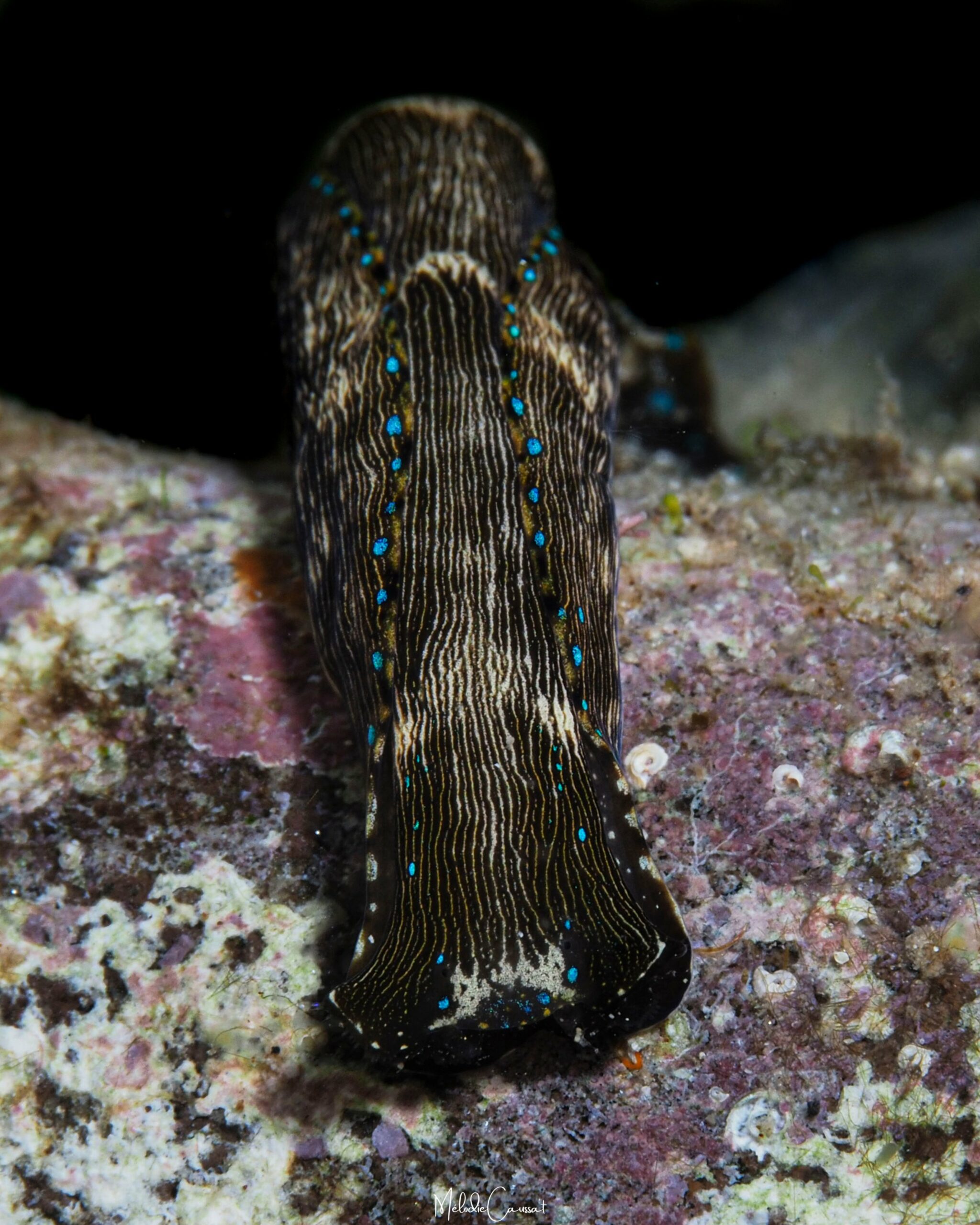 Navanax gemmatus 