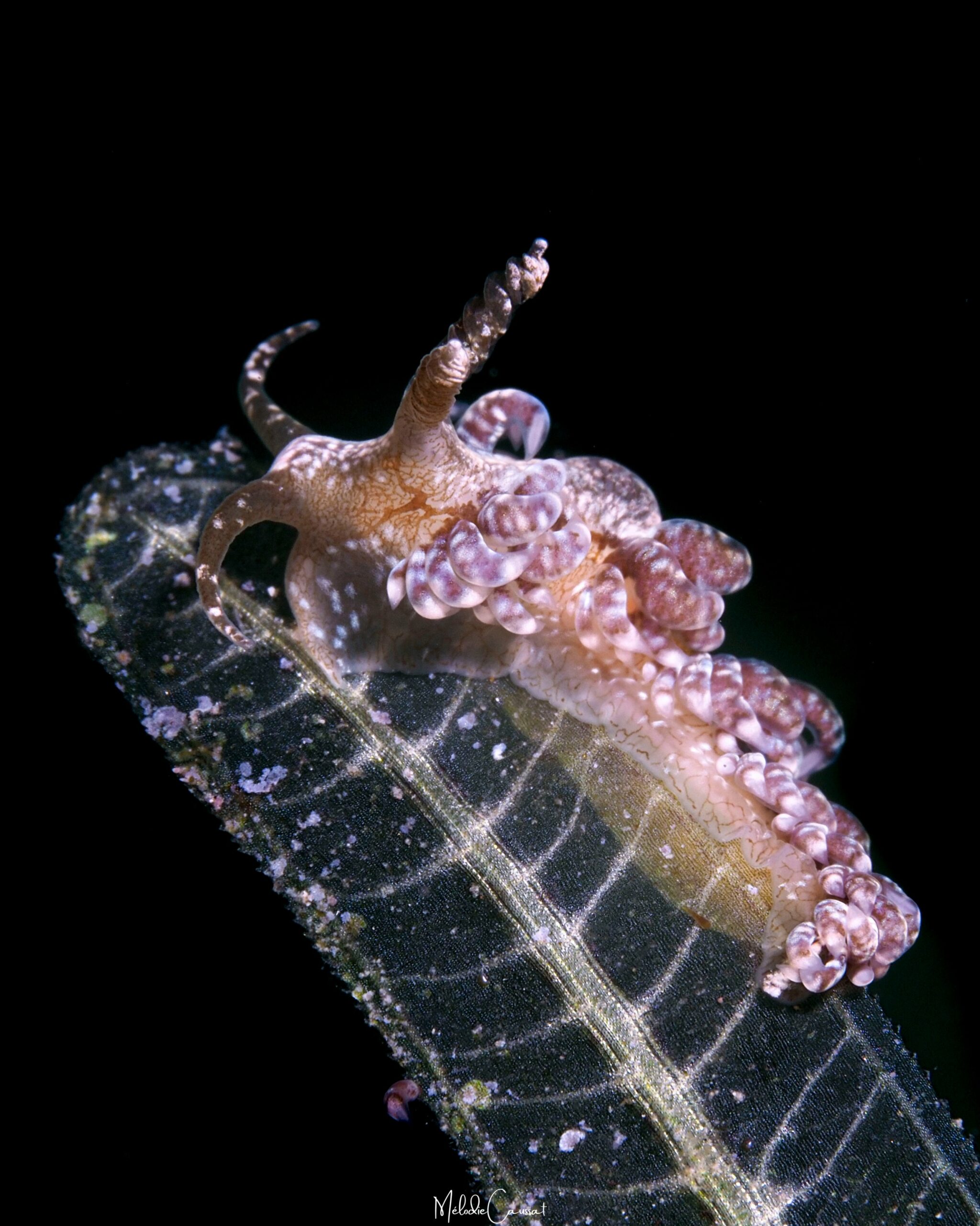 Spurilla sargassicola 