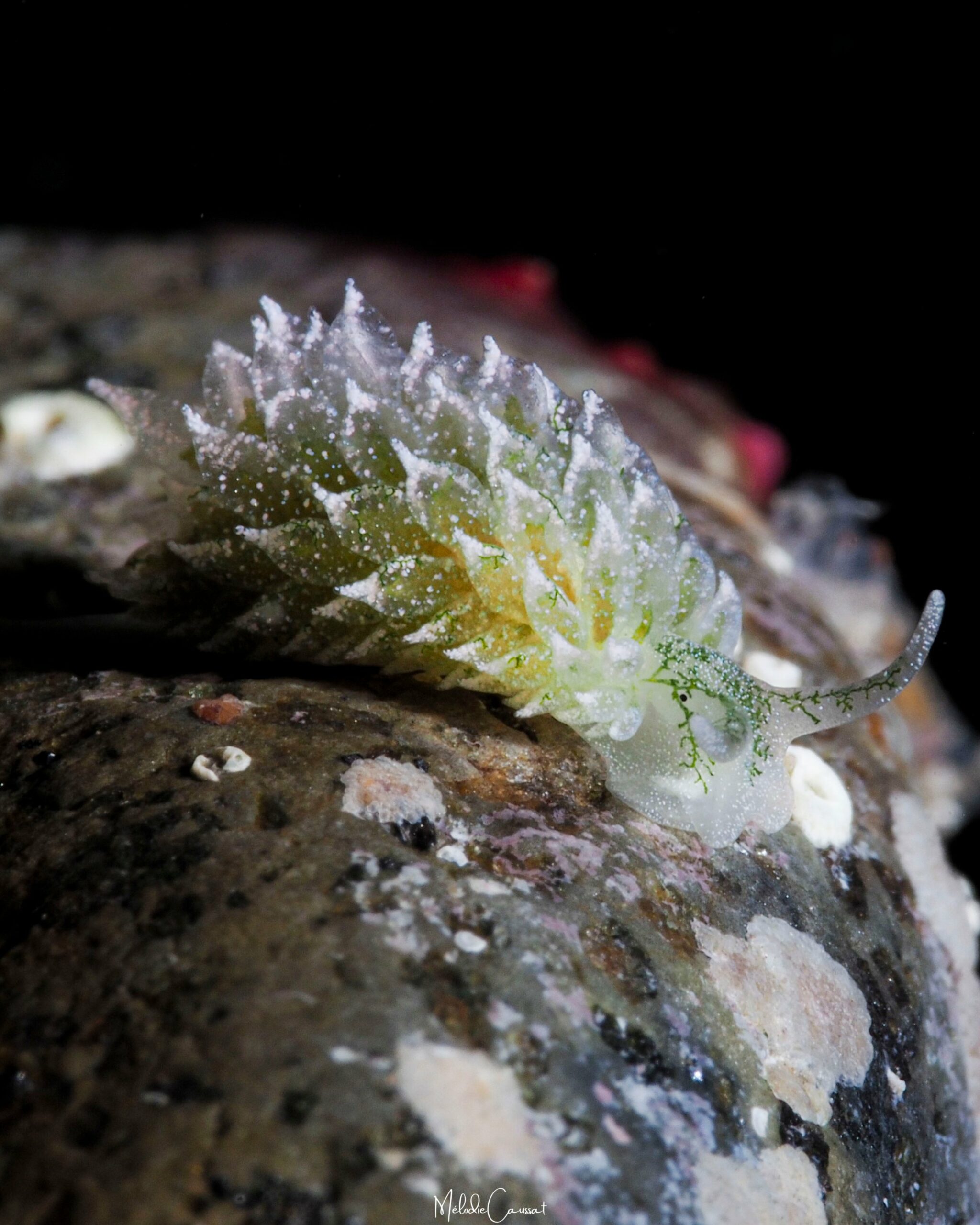 Ercolania coerulea 