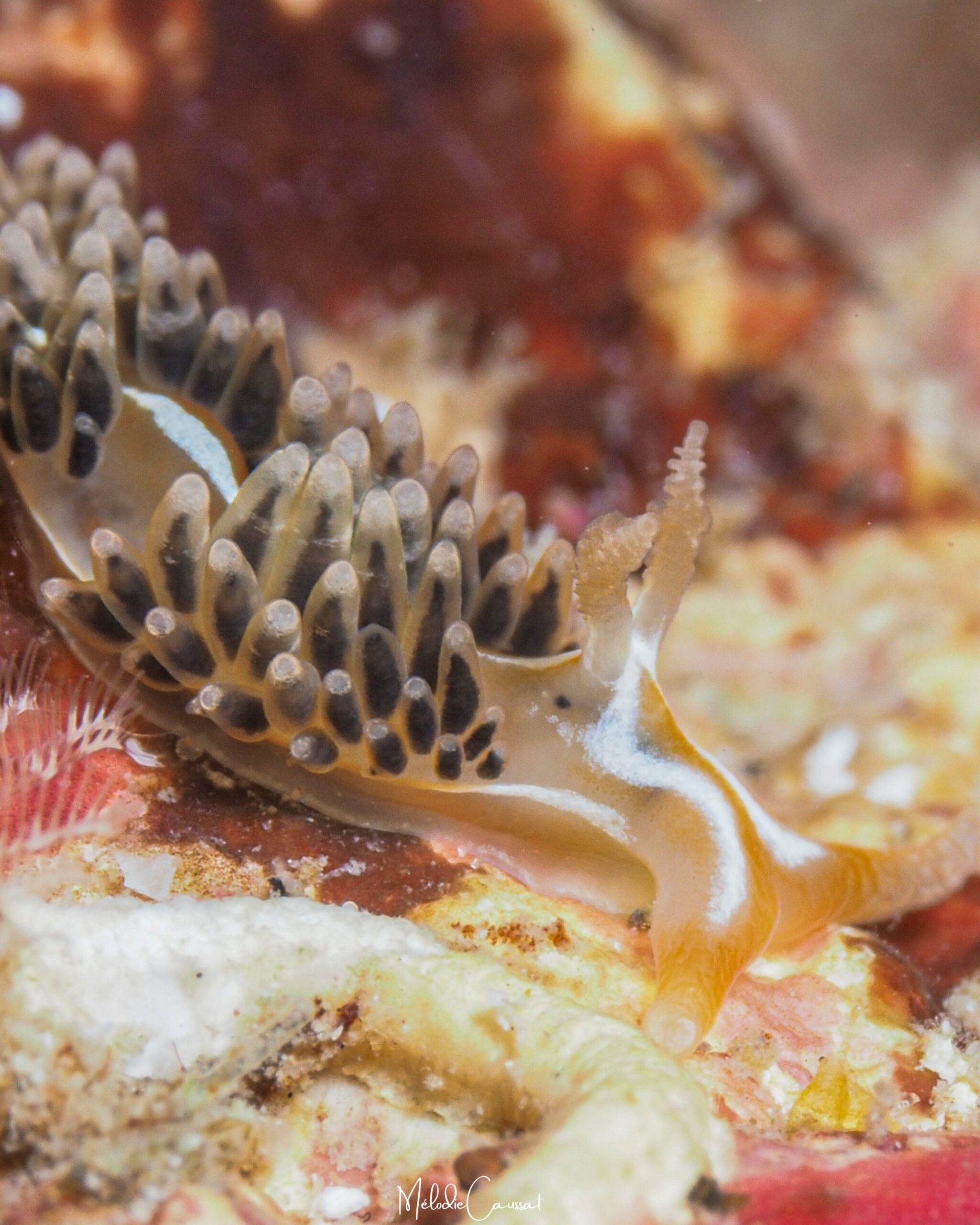 Phidiana lynceus 