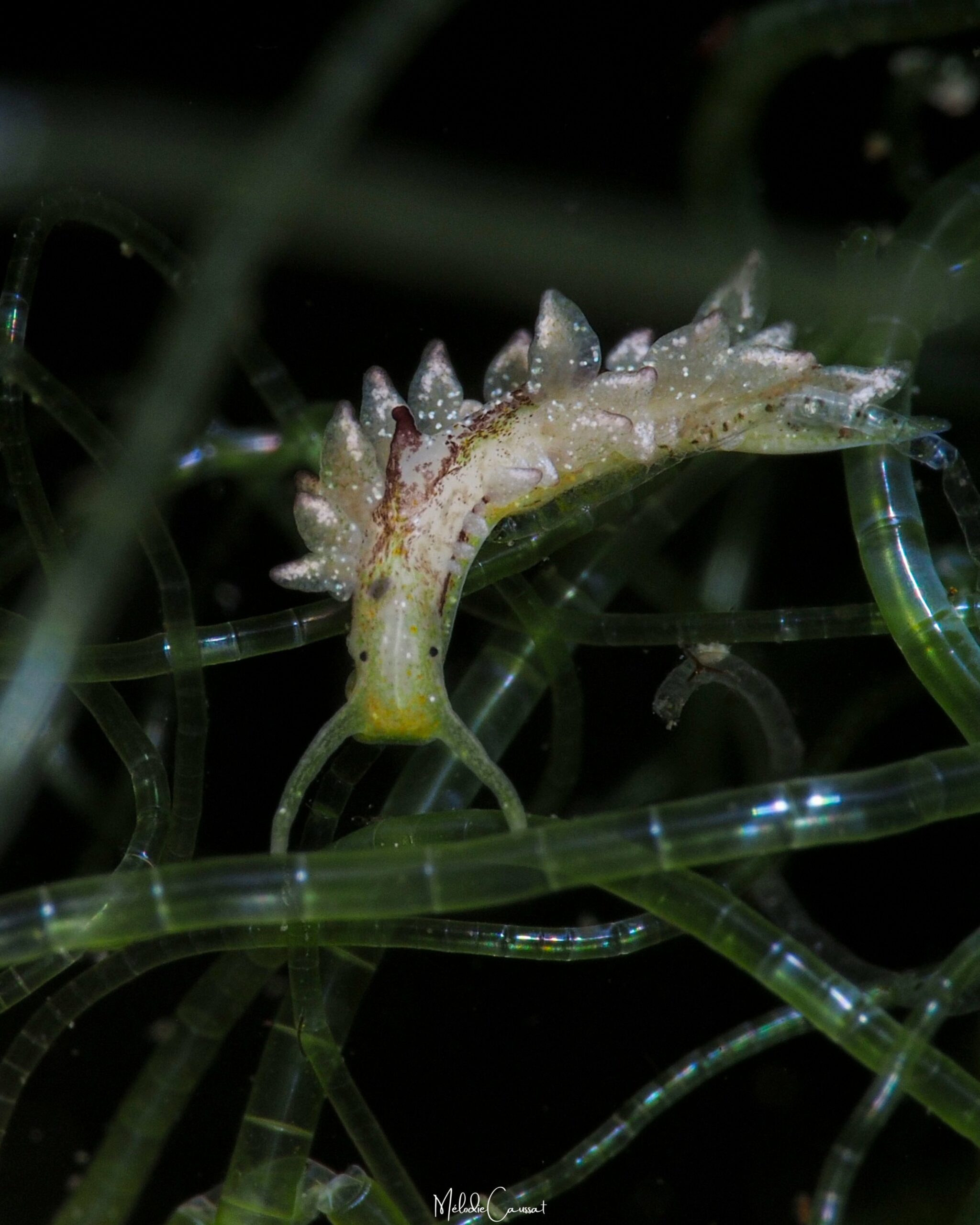 Ercolania viridis