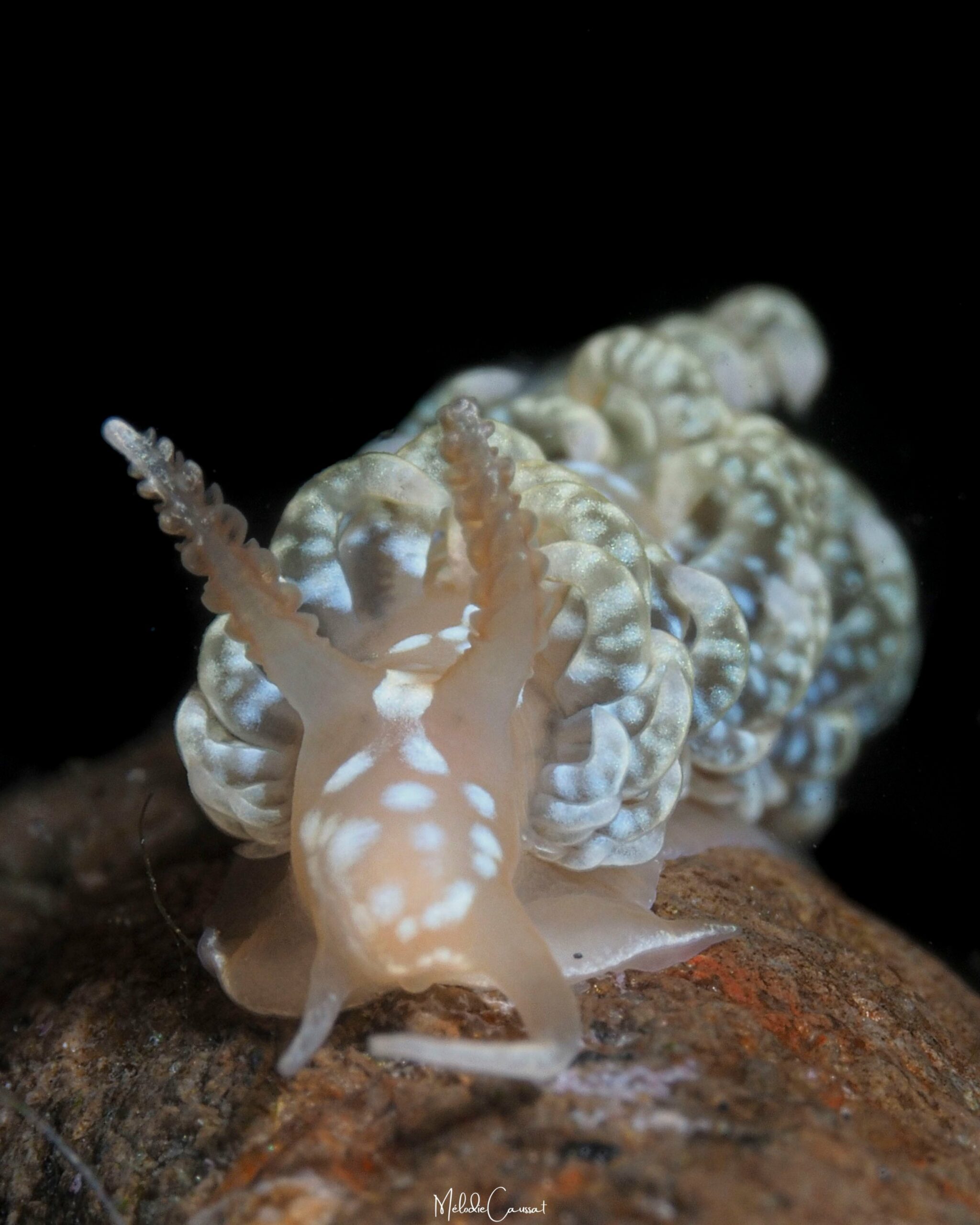 Spurilla braziliana