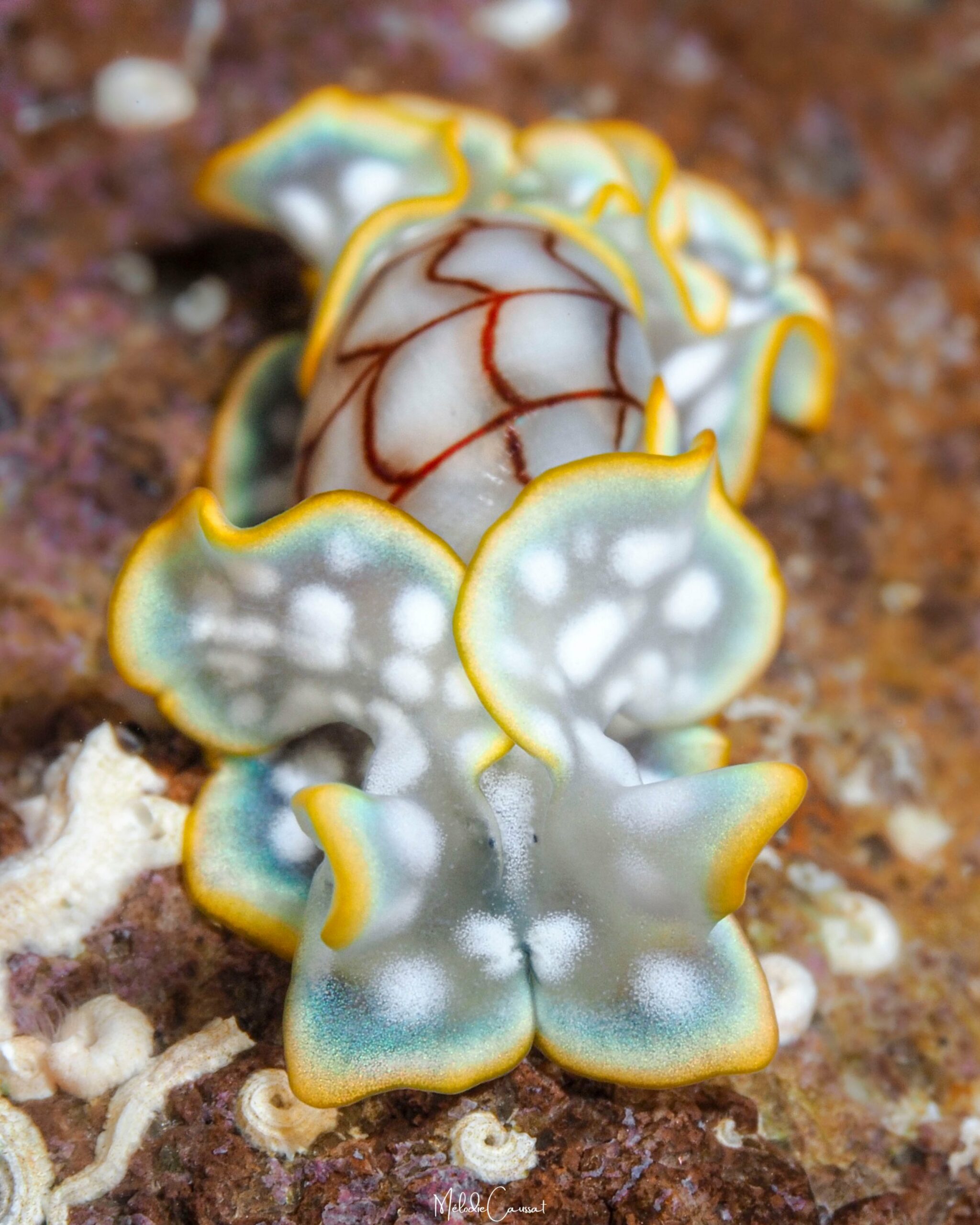 Micromelo undatus 