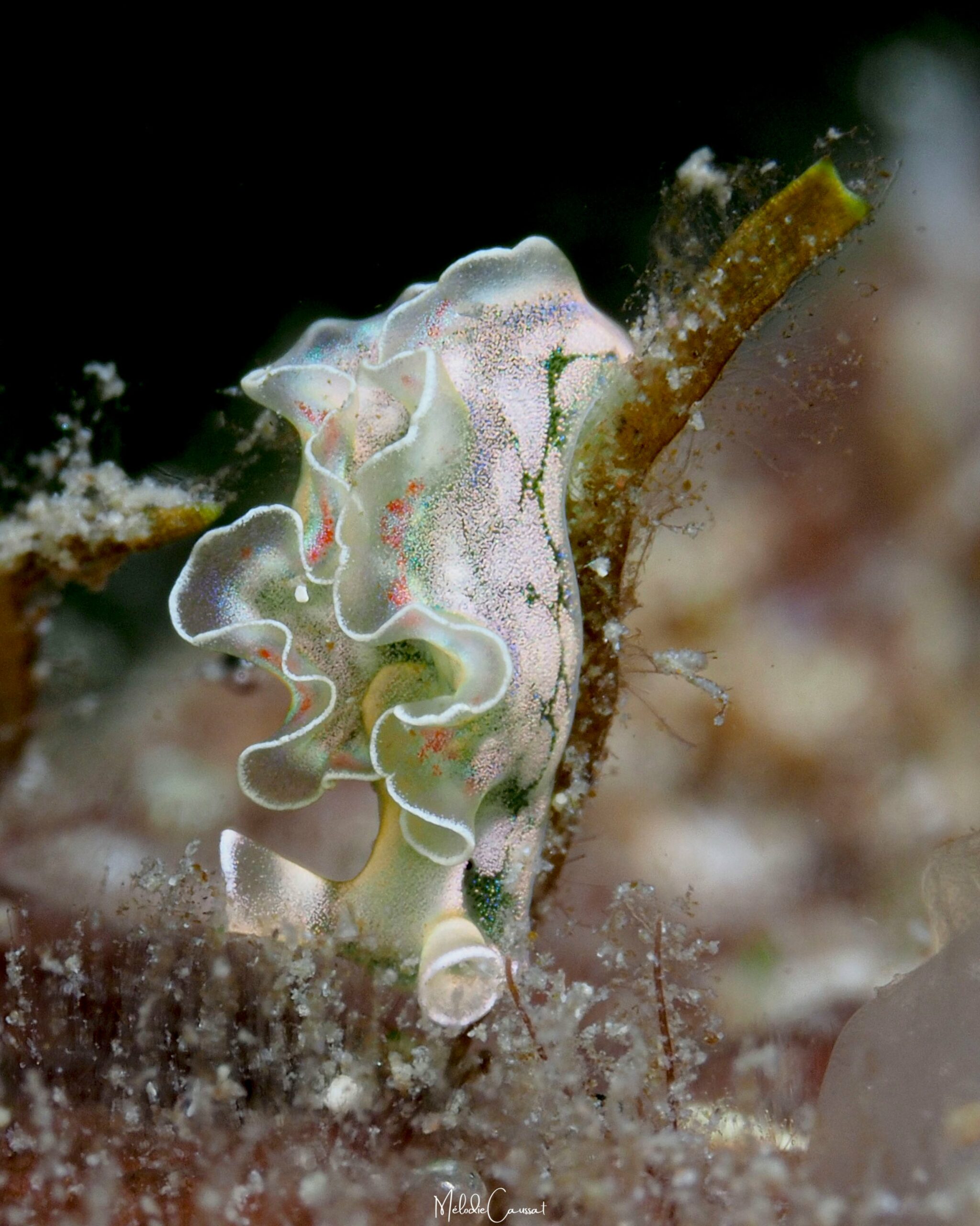 Elysia crispata 
