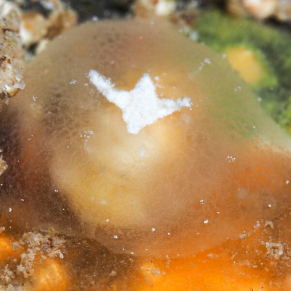 Pleurehdera vialactea