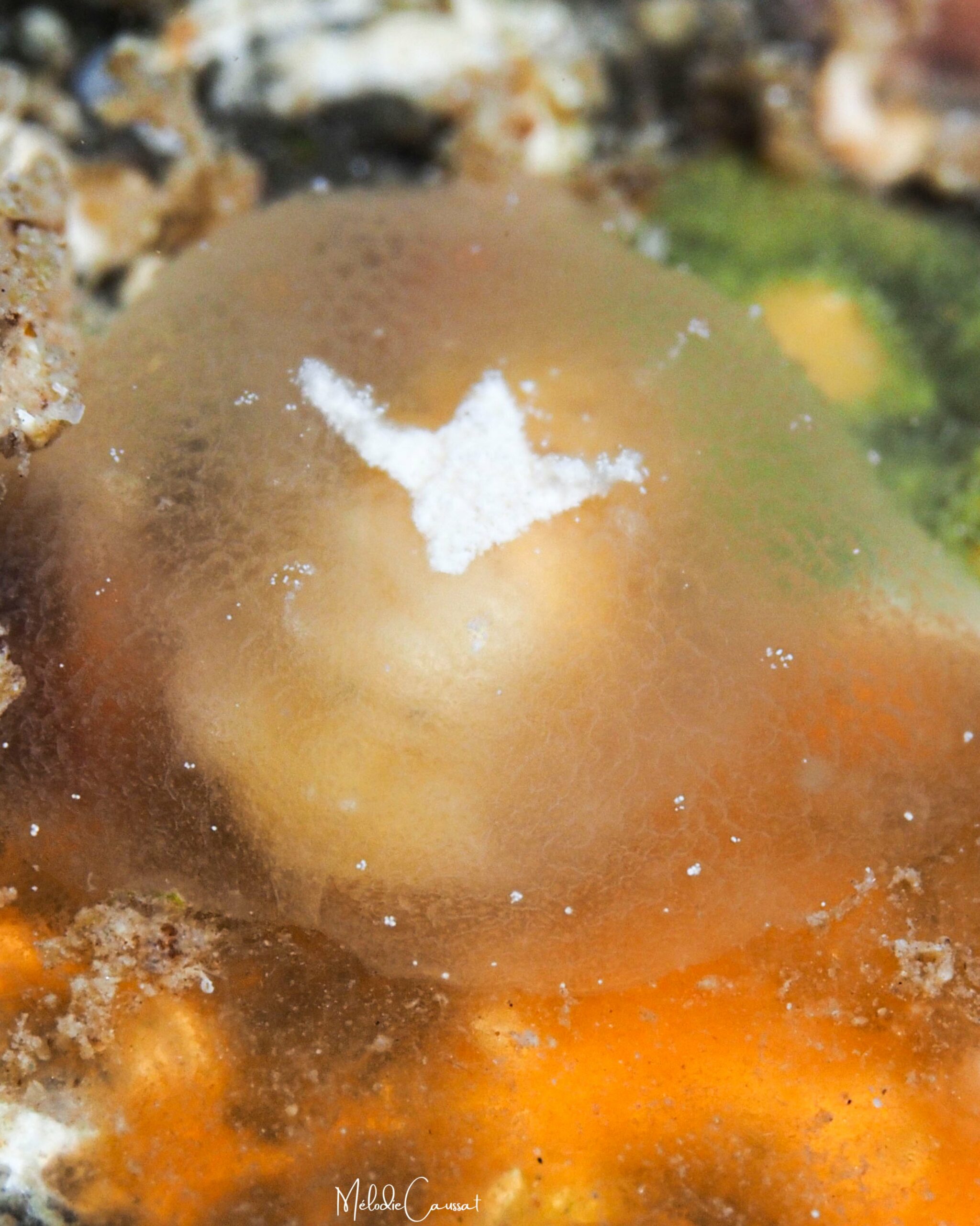 Pleurehdera vialactea