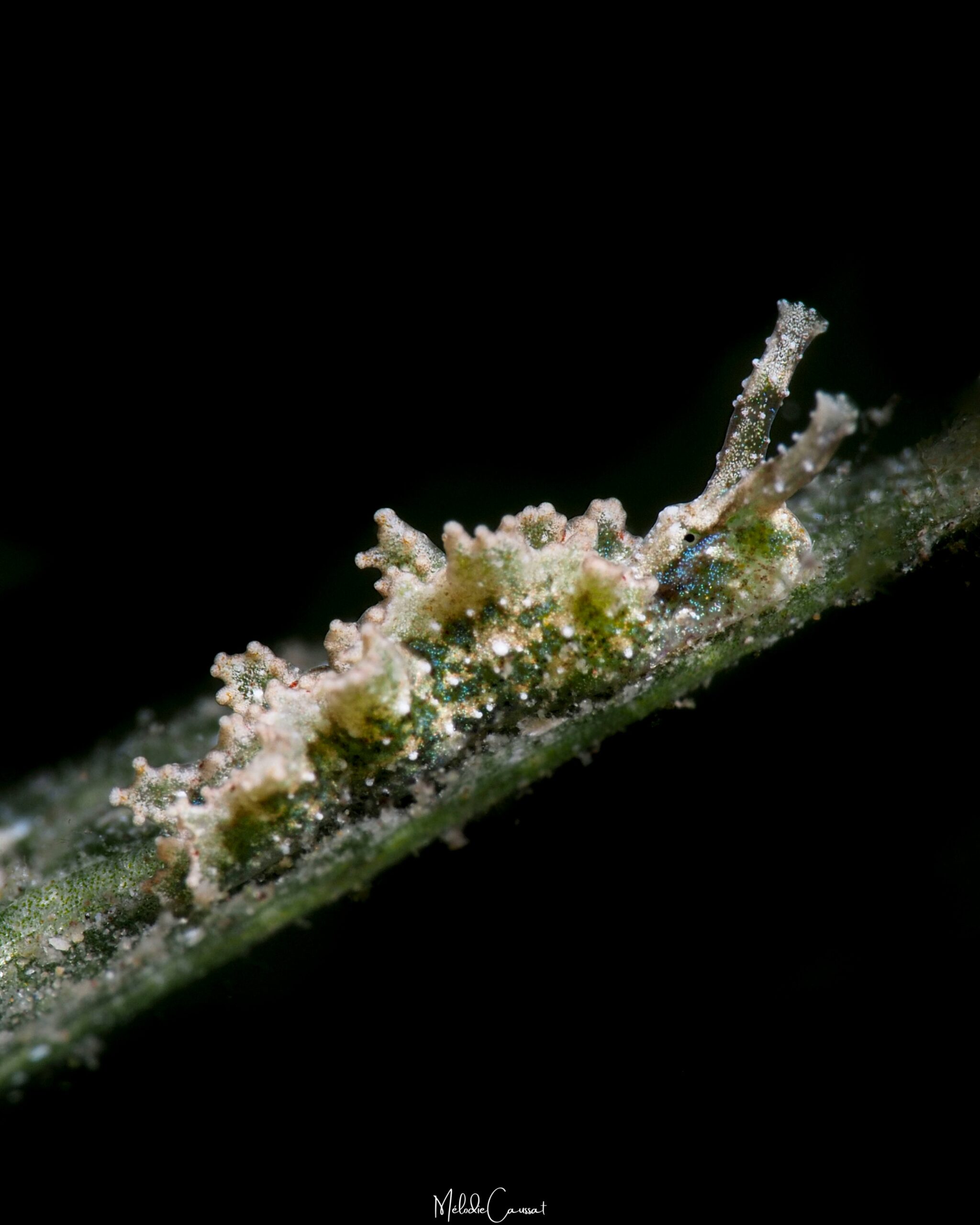 Elysia annedupontae