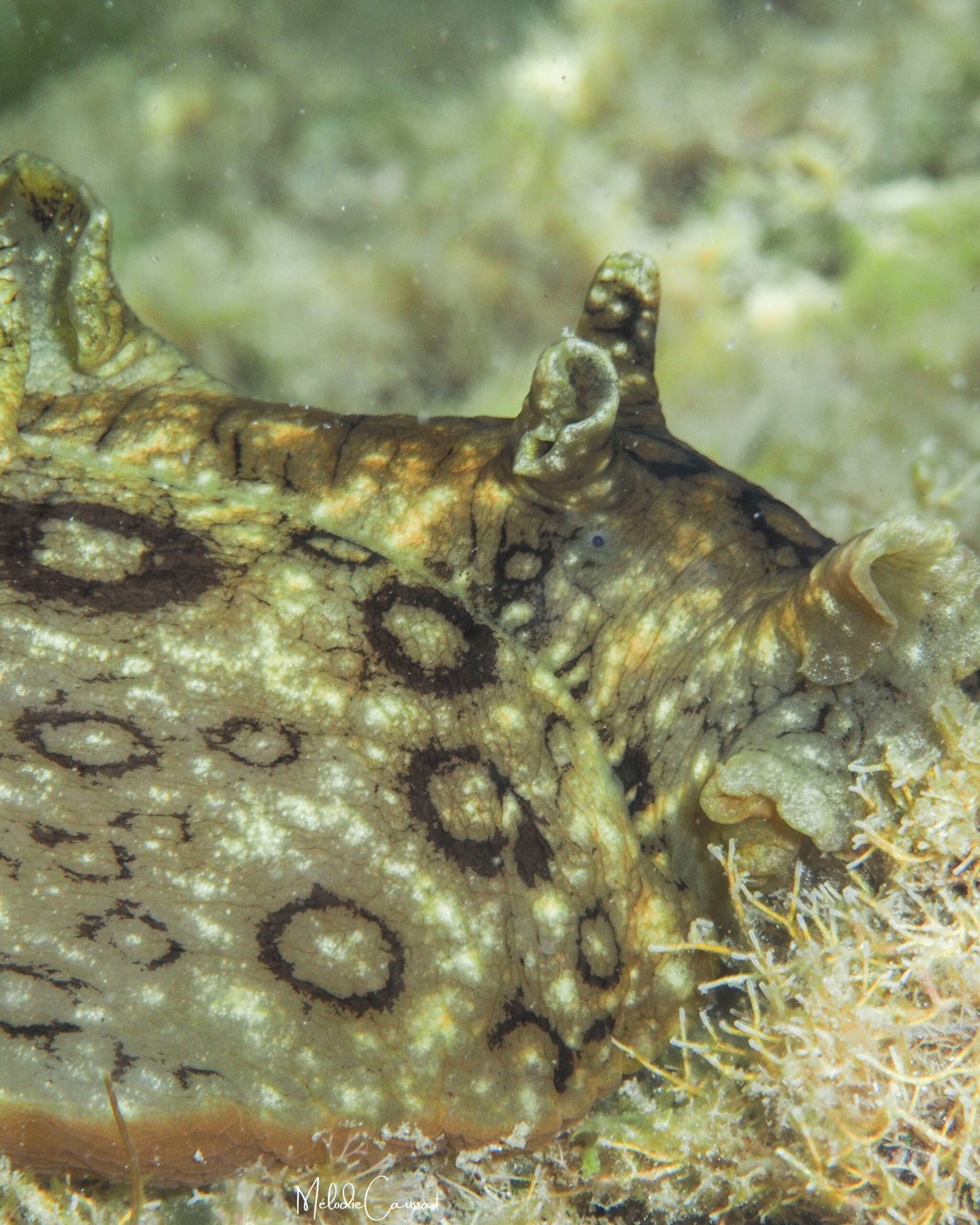 Aplysia dactylomela 