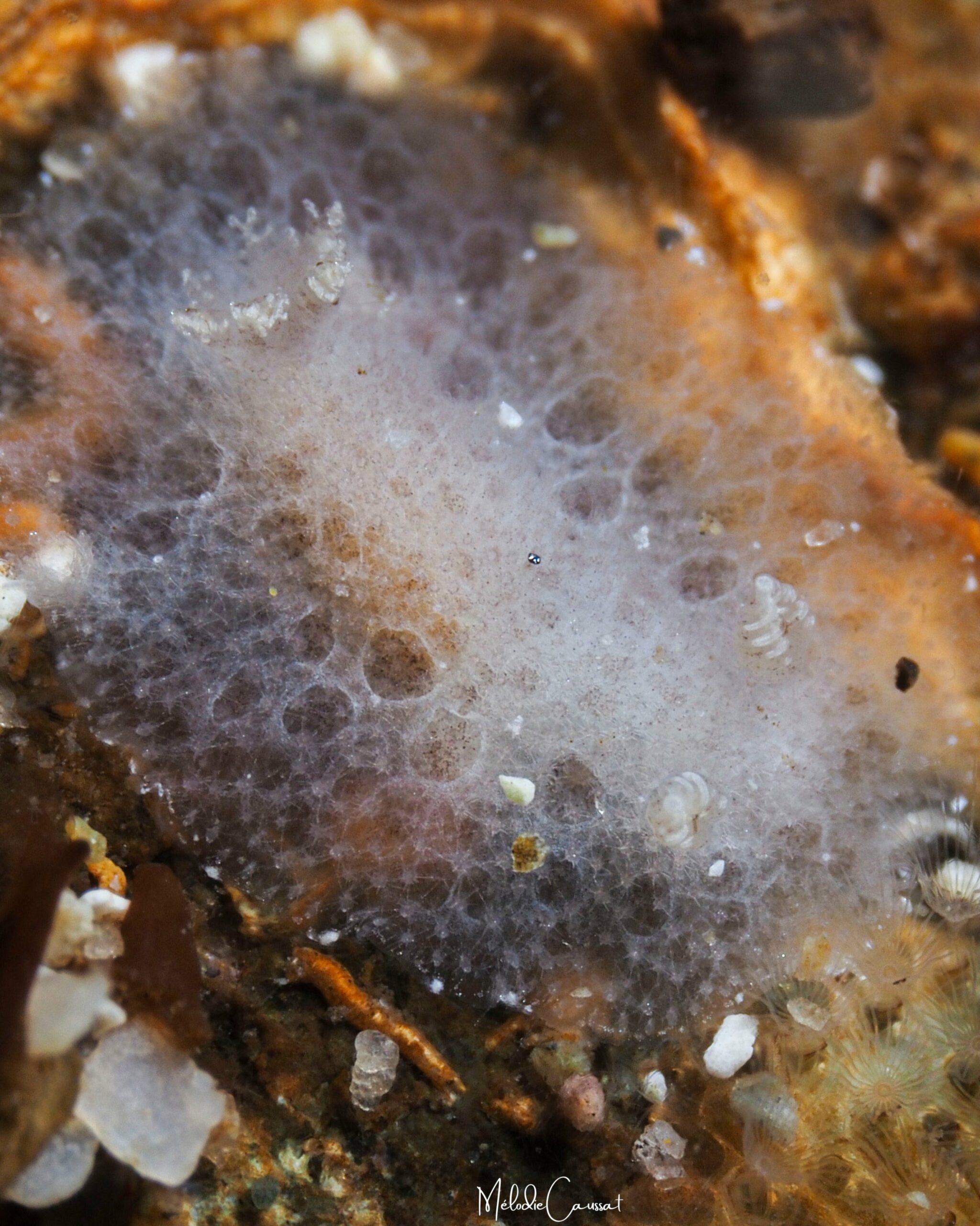 Tayuva lilacina