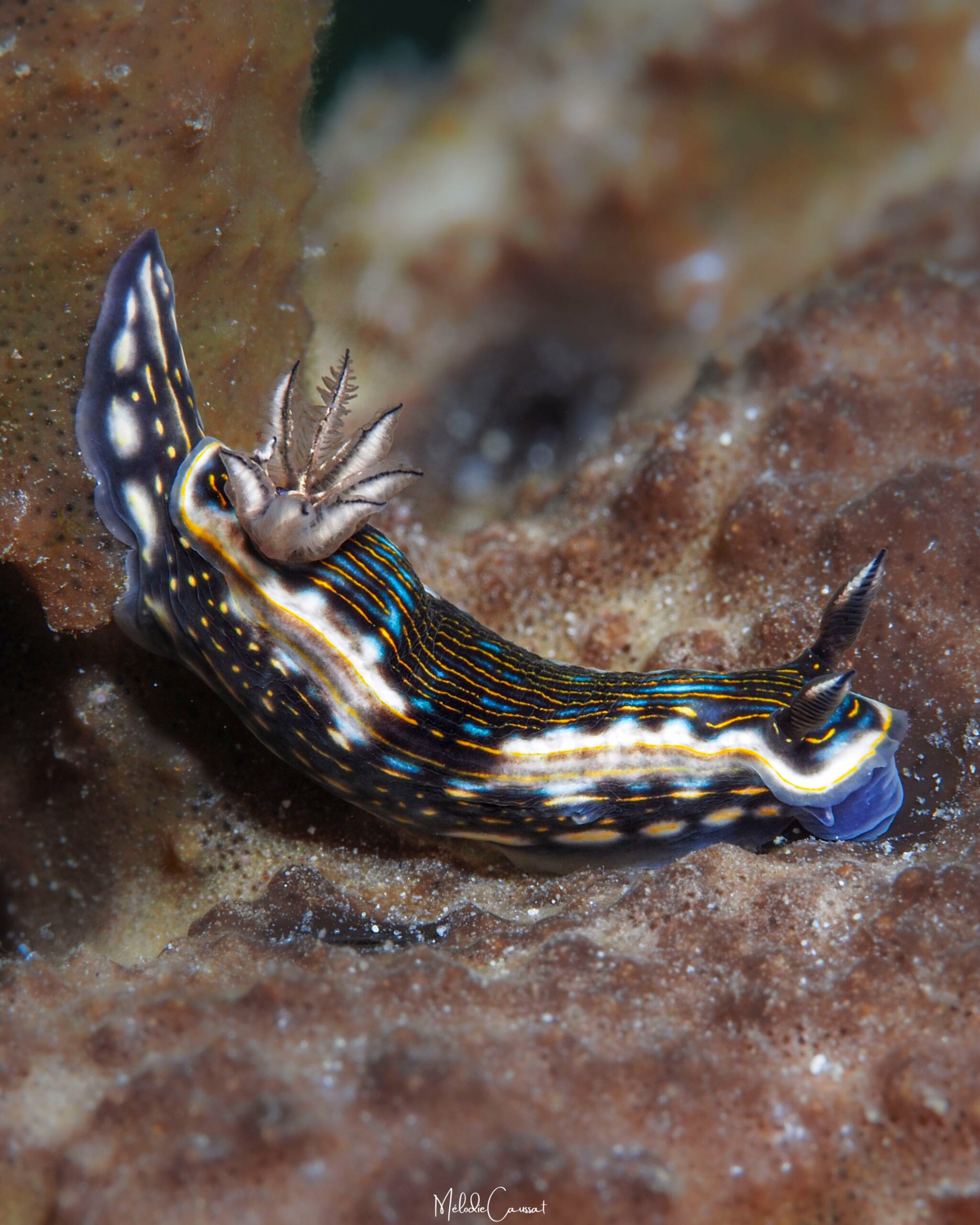 Felimare ruthae 