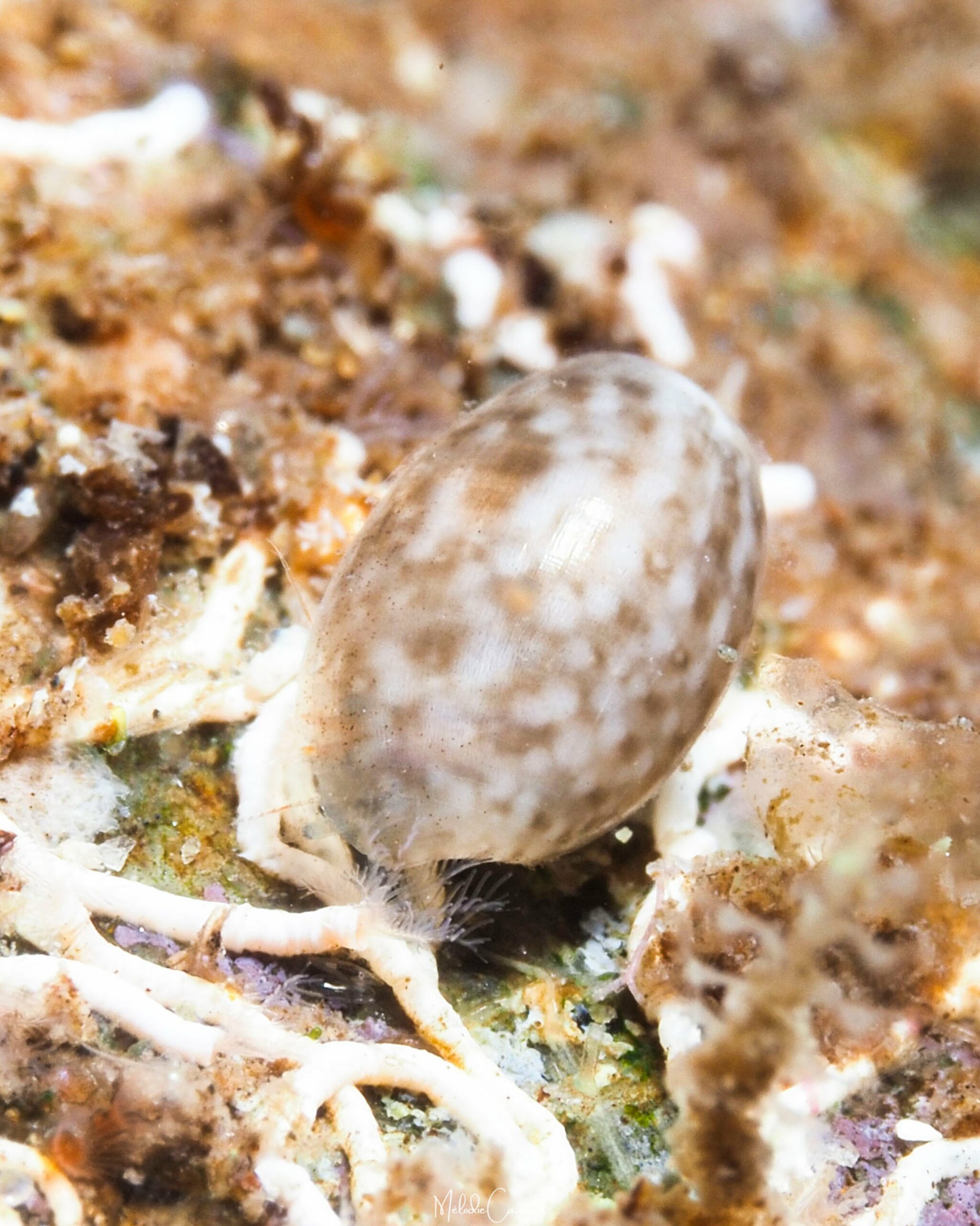 Bulla occidentalis