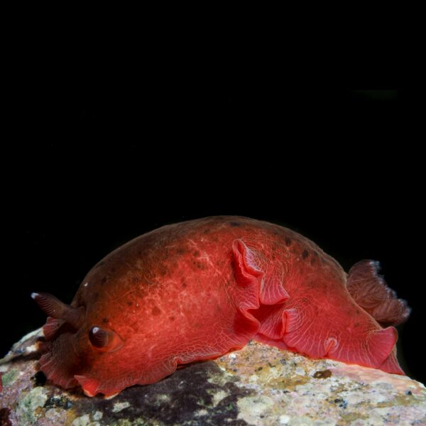 Dendrodoris krebsii