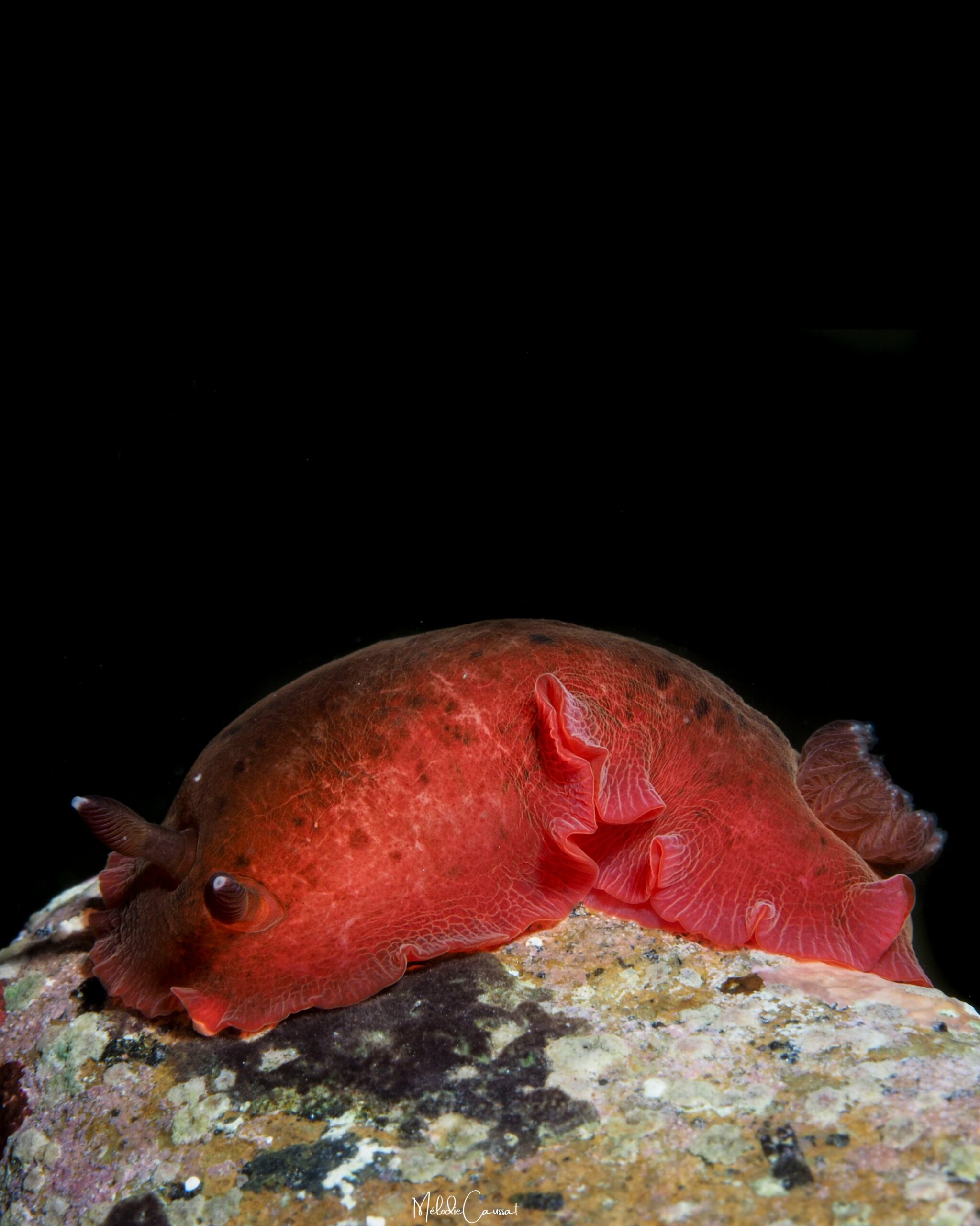Dendrodoris krebsii 