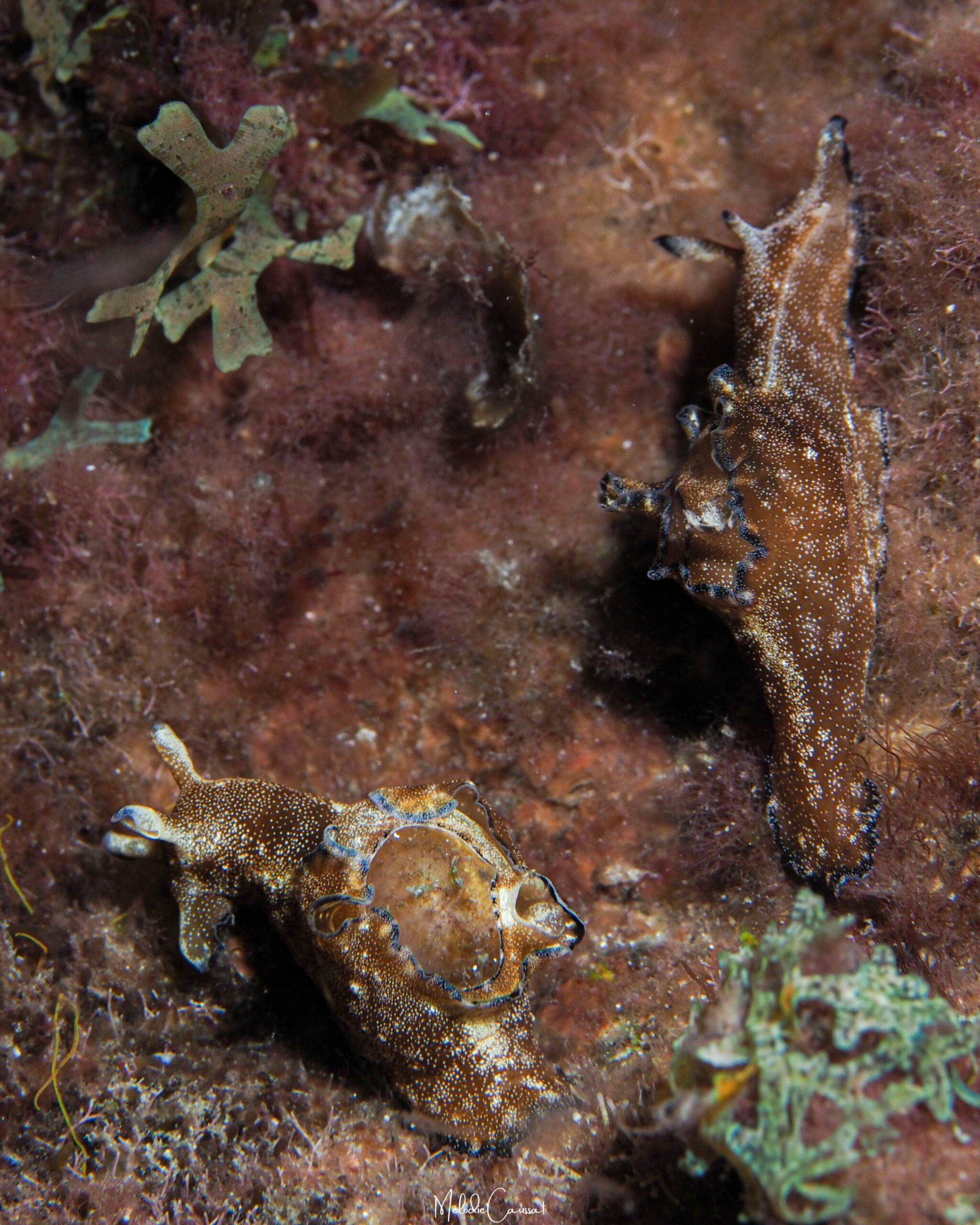 Aplysia parvula 