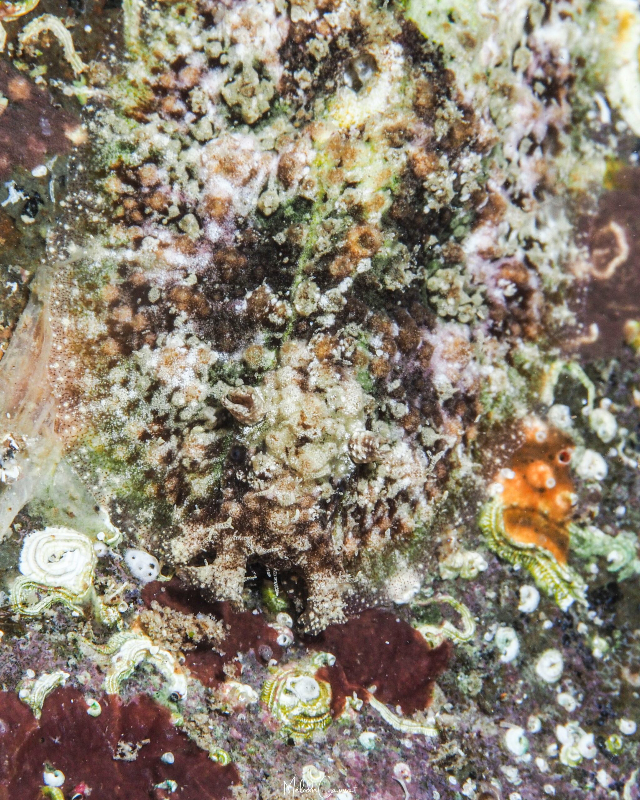 Dolabrifera sp. 