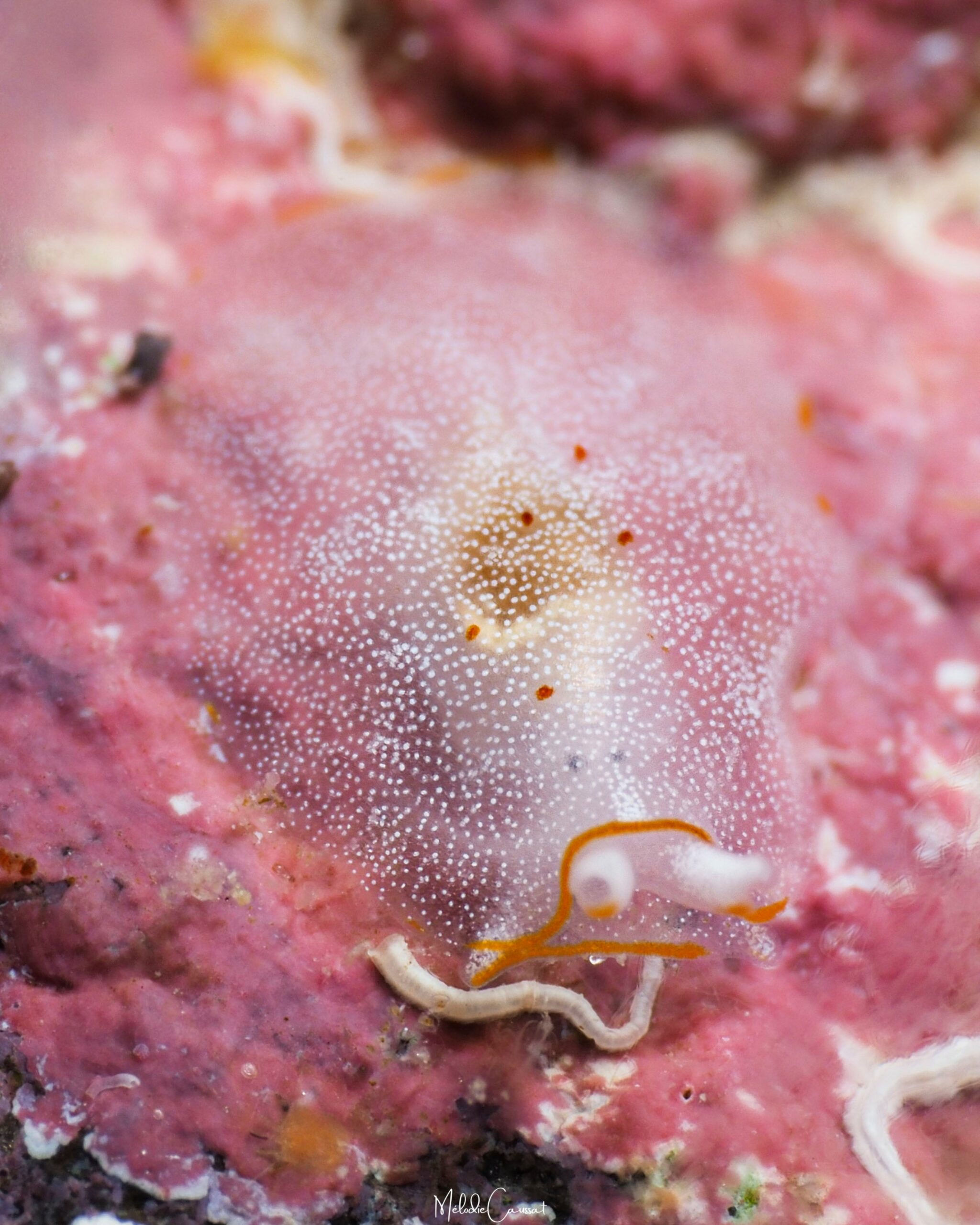 Pleurobranchus areolatus 