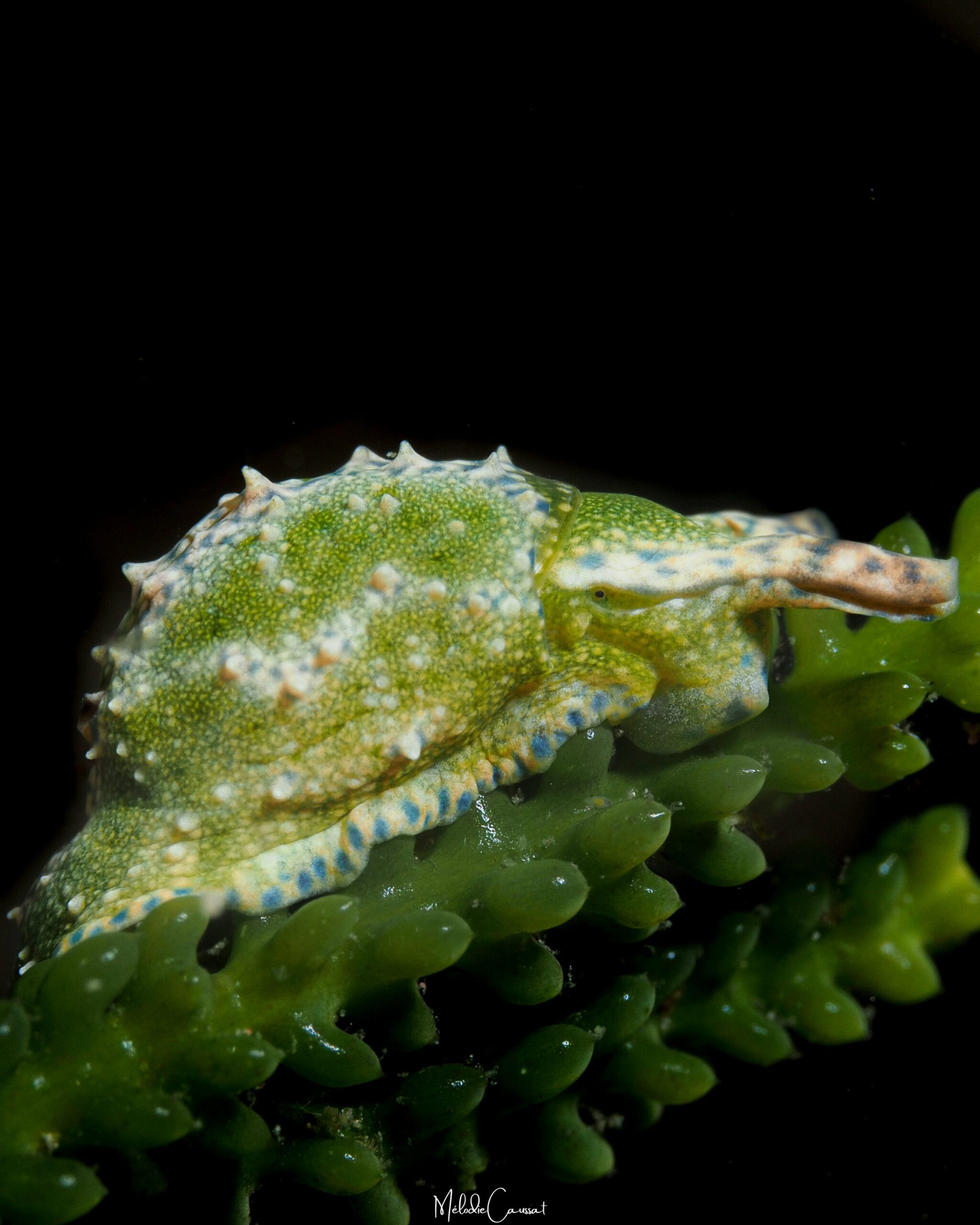 Oxynoe antillarum 