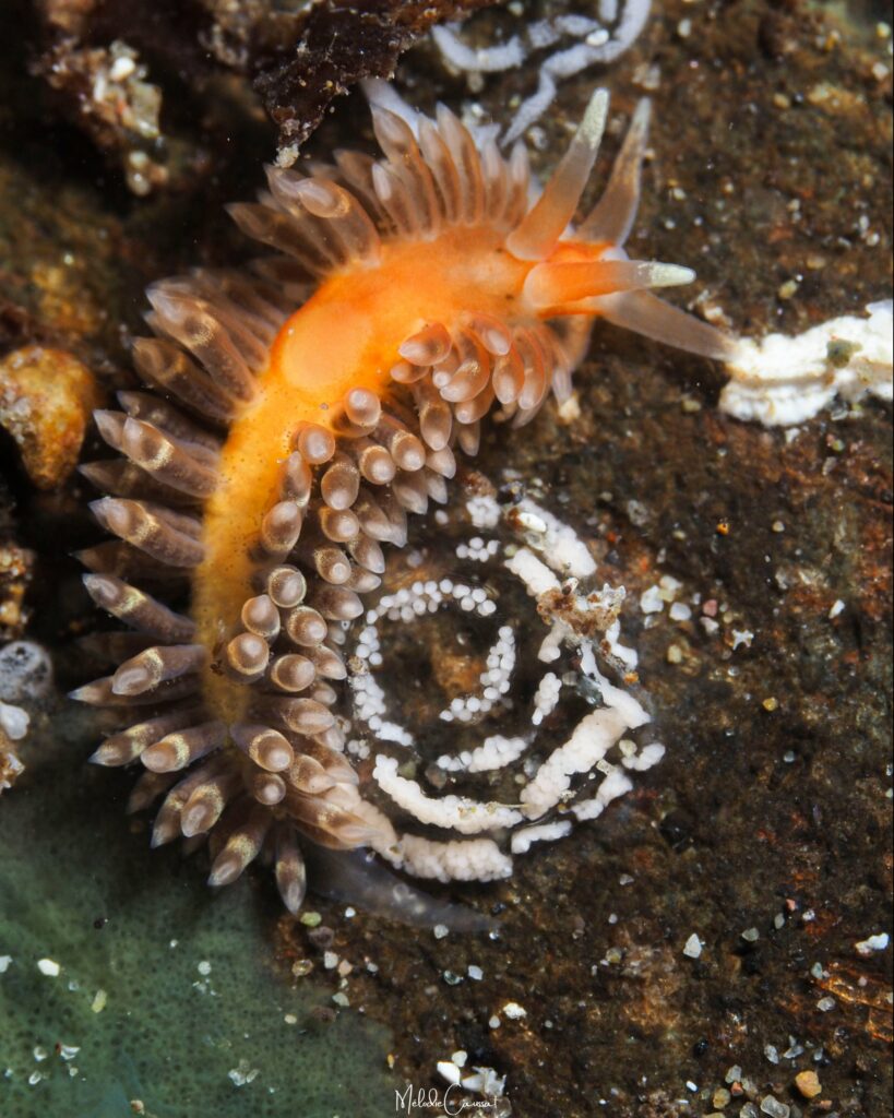 Anteaeolidiella lurana