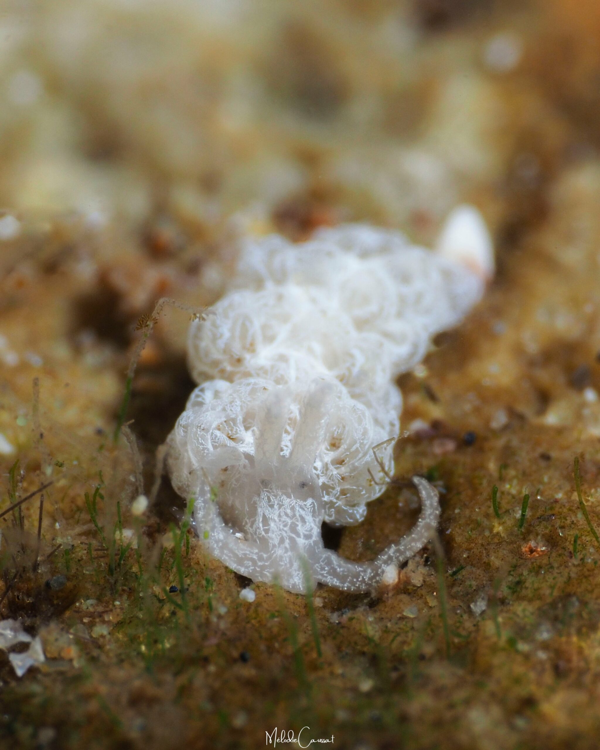 Noumeaella kristenseni