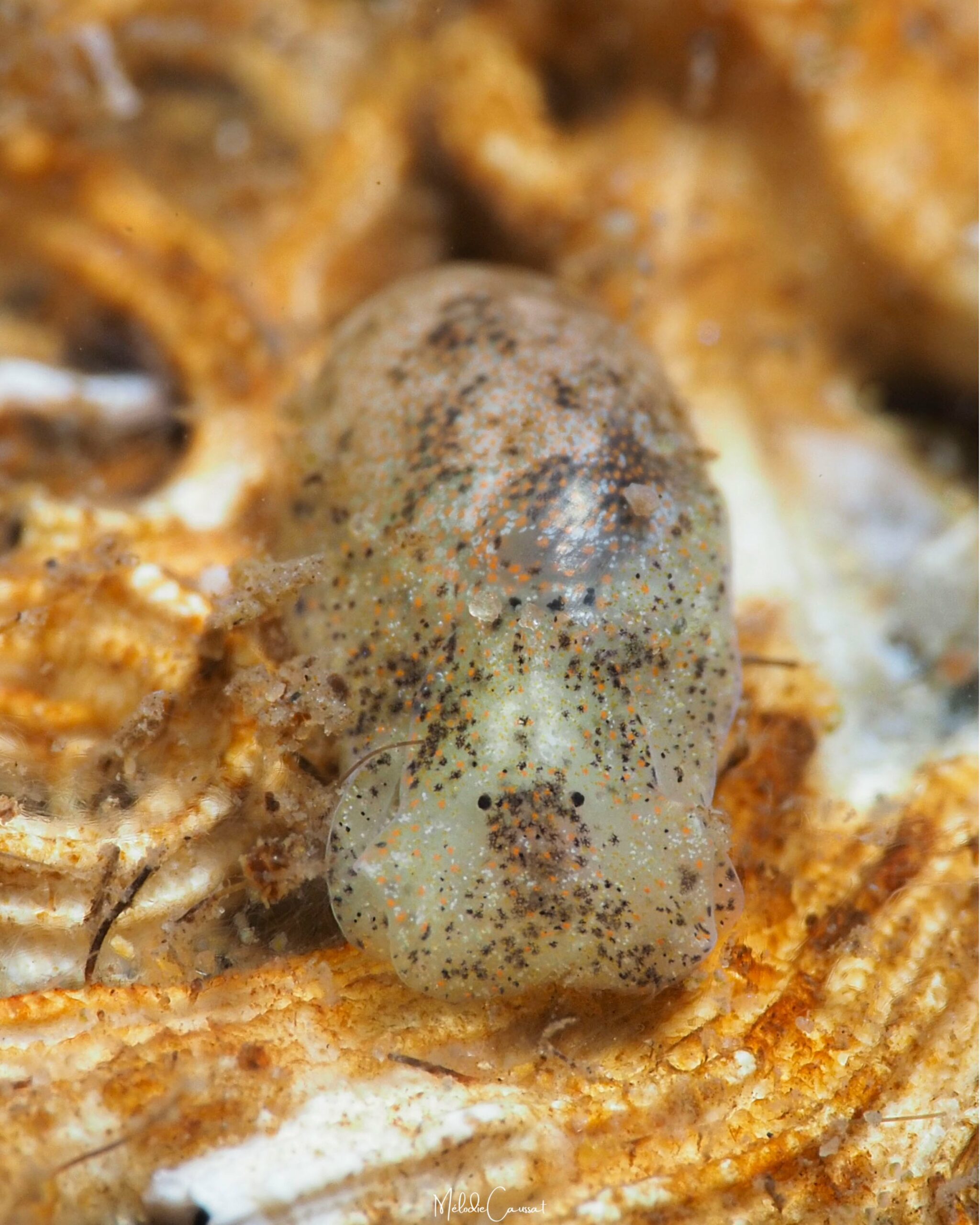 Haminoea antillarum 