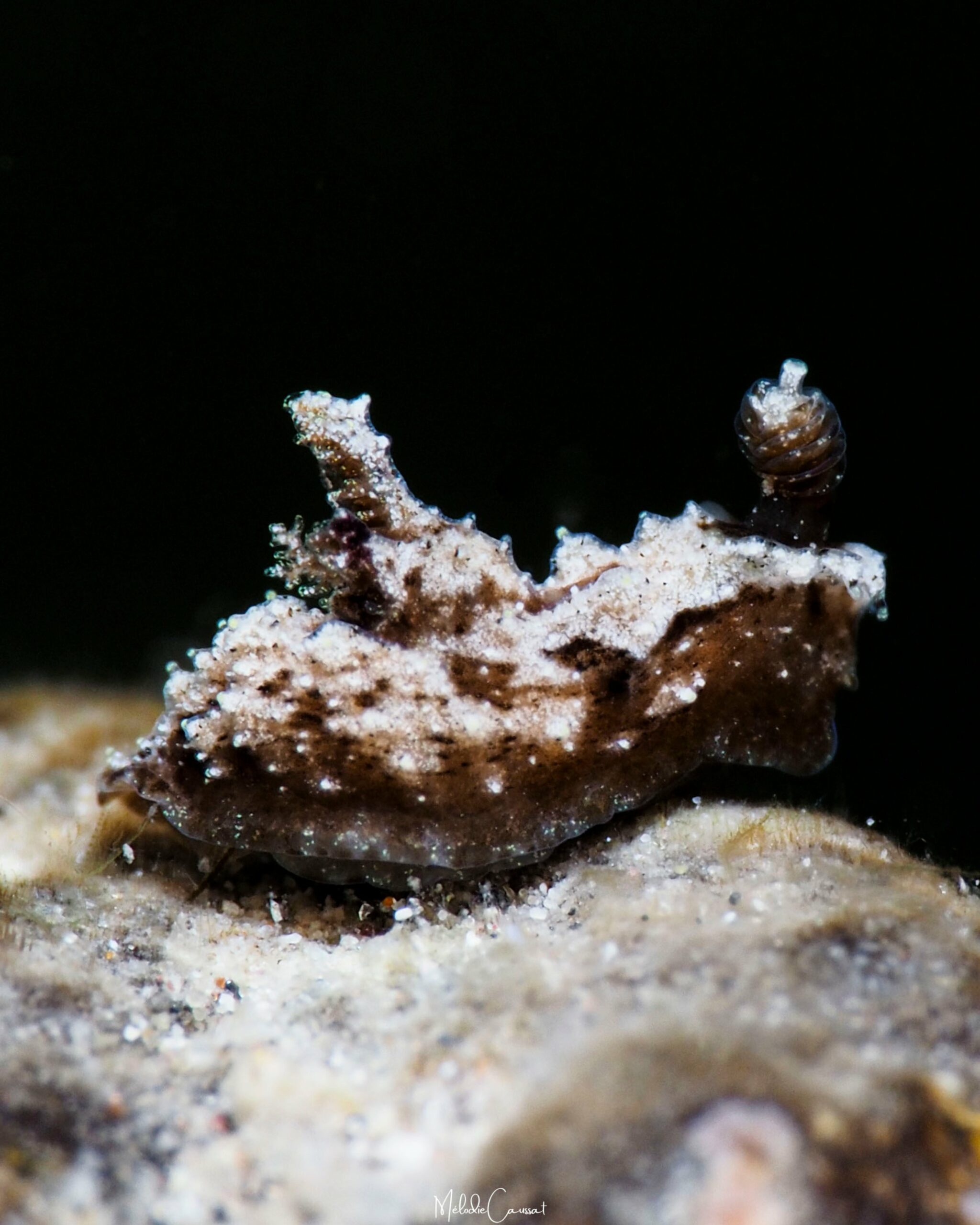 Polycera herthae 