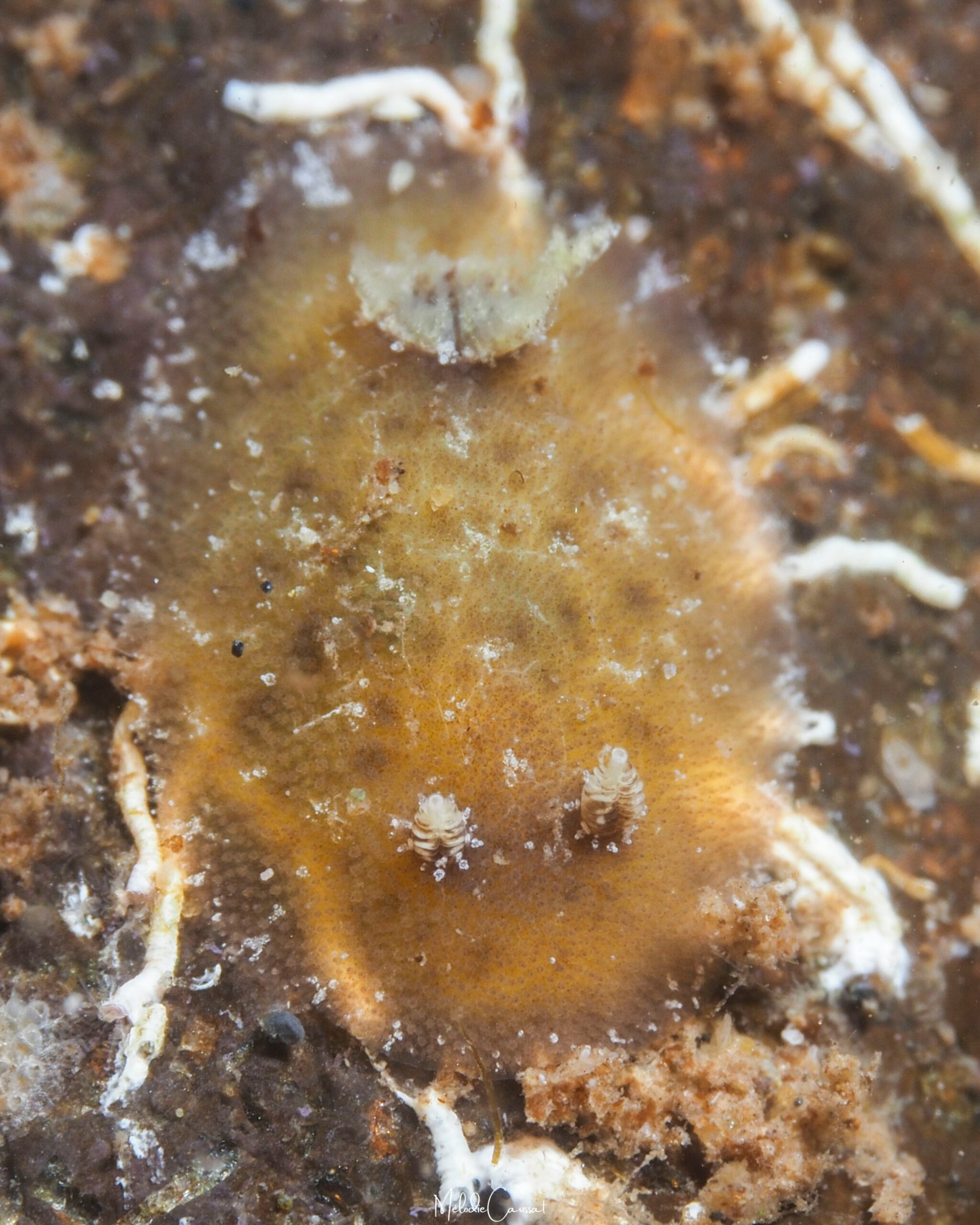 Taringa telopia 