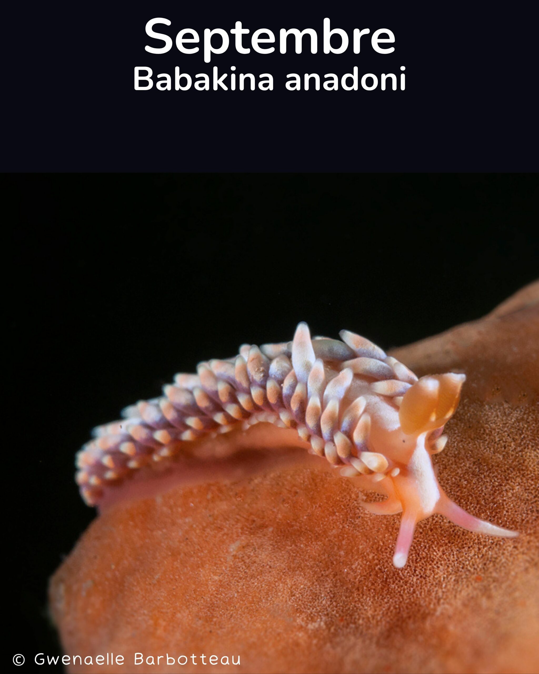 Babakina anadoni