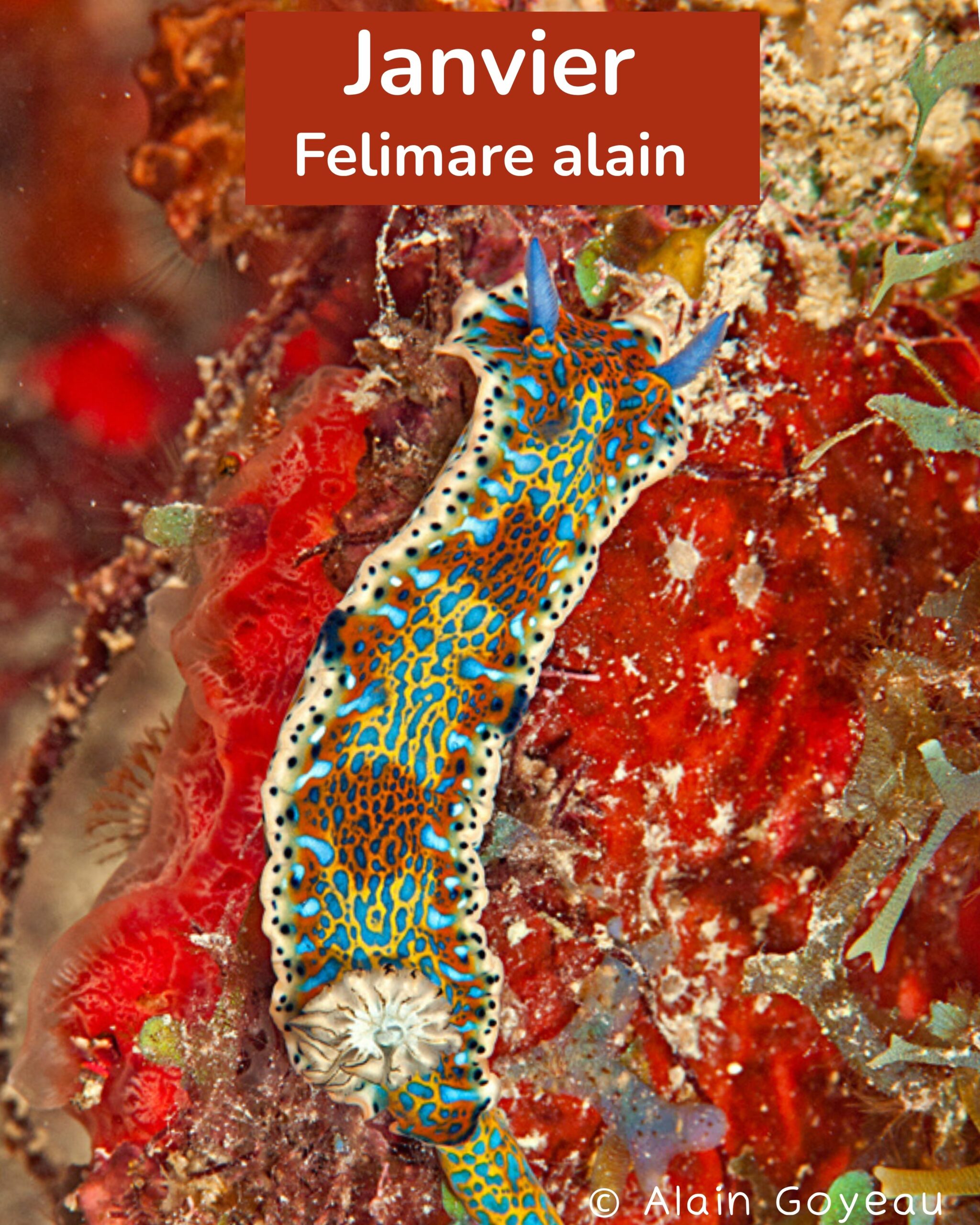Felimare alaini 