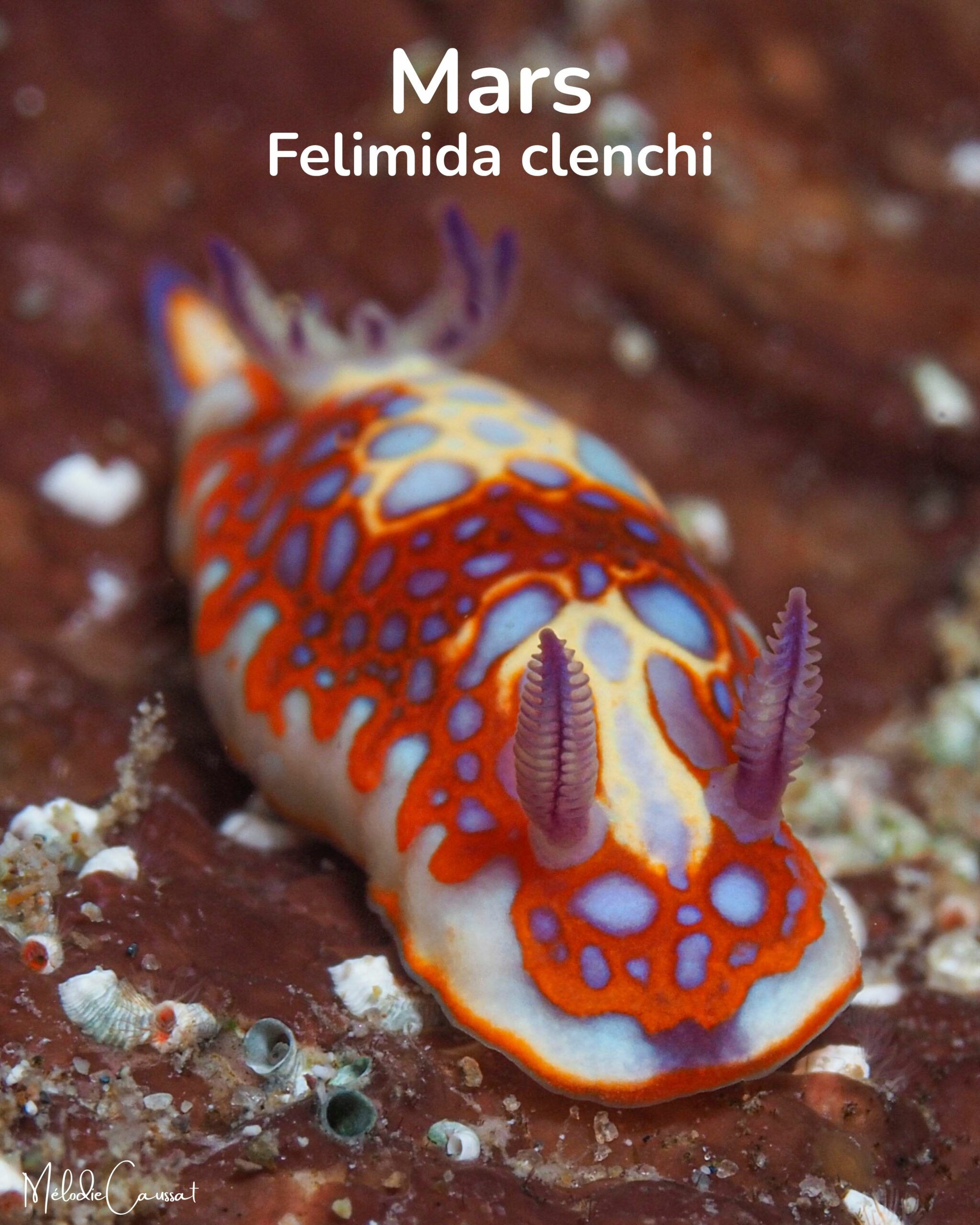 Felimida clenchi 