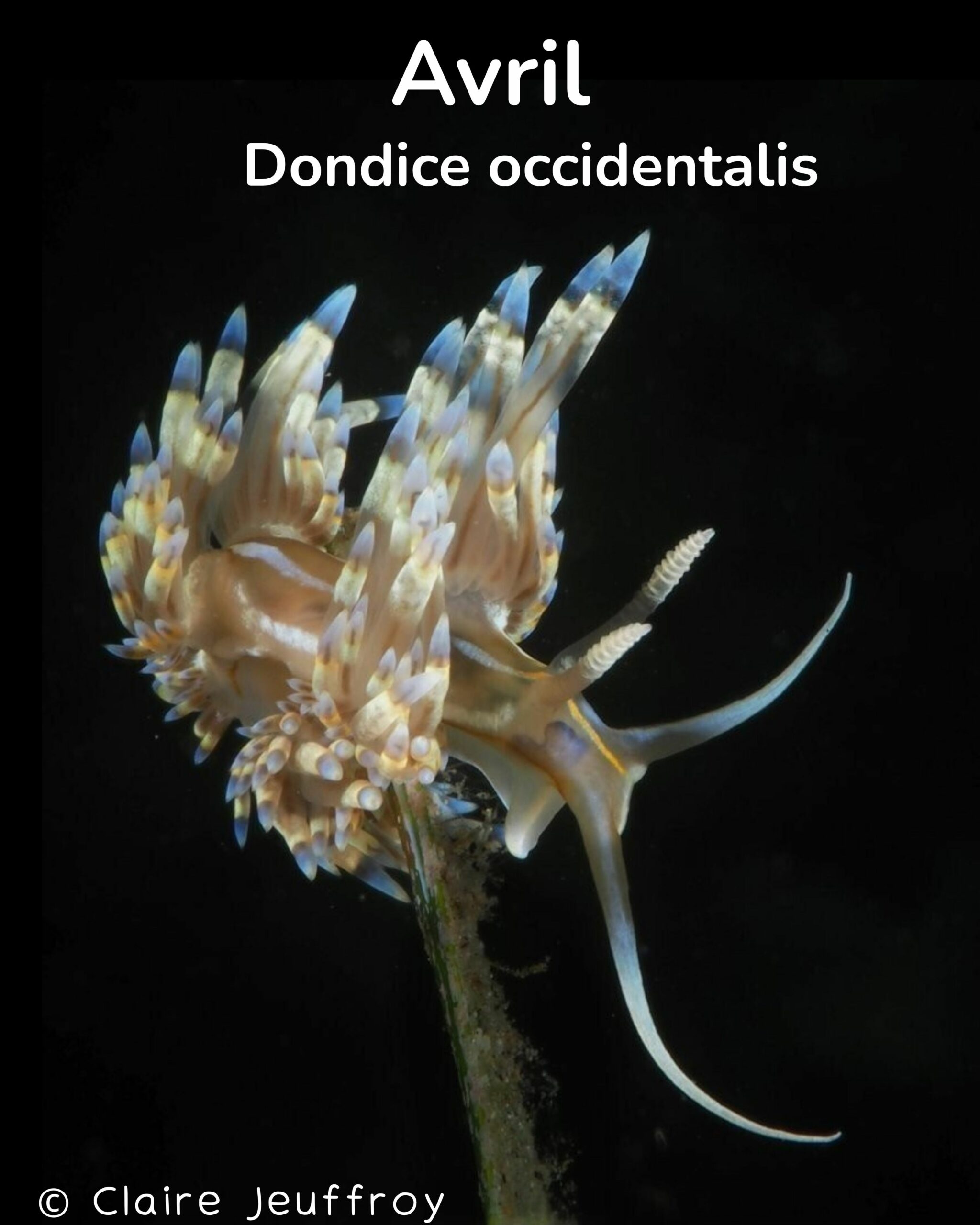 Dondice occidentalis 
