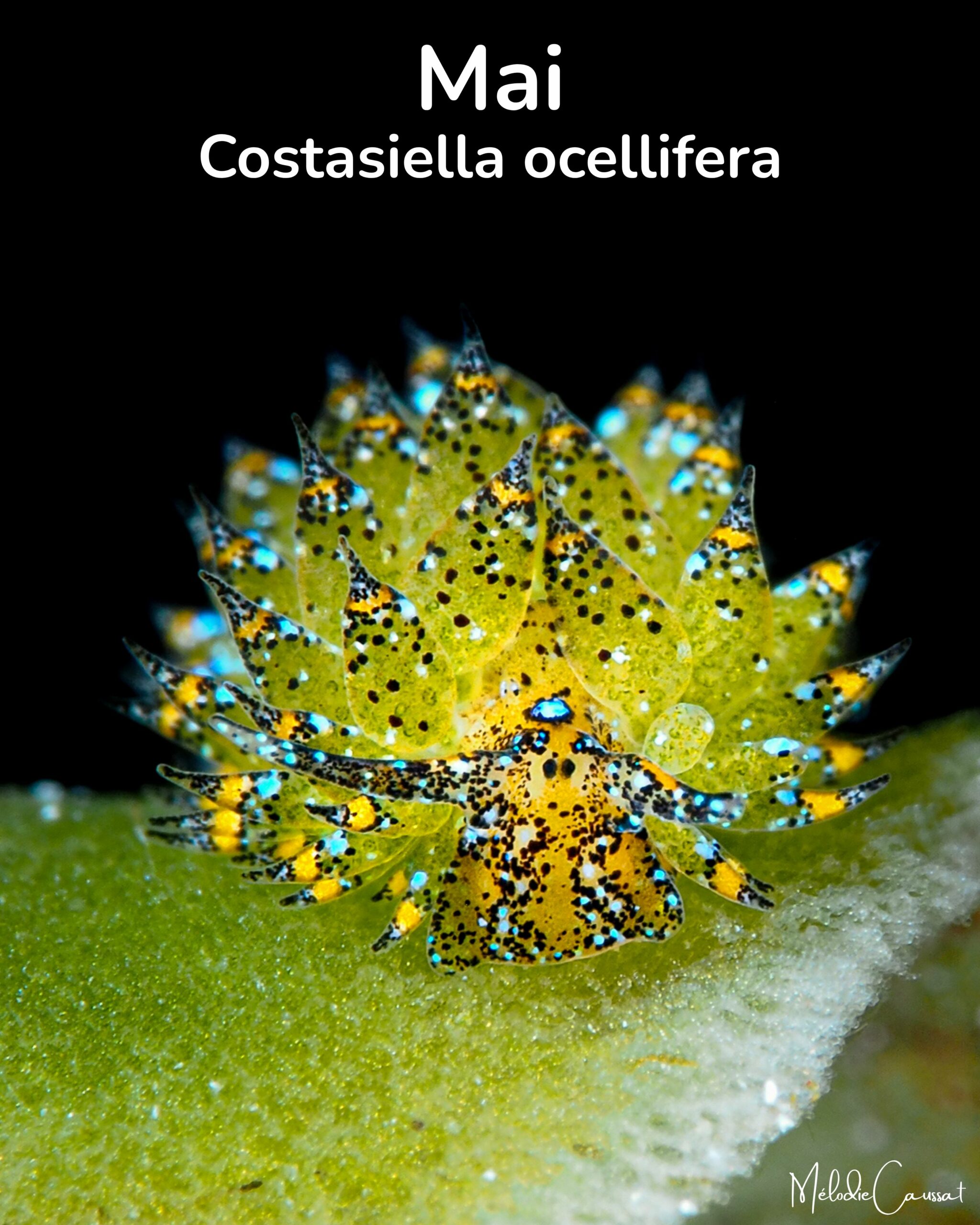 Costasiella ocellifera 