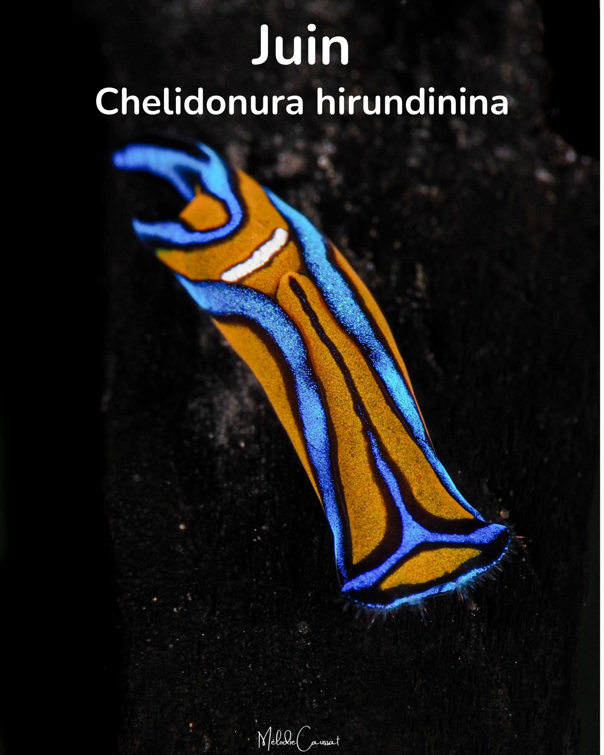 Chelidonura hirundinina 