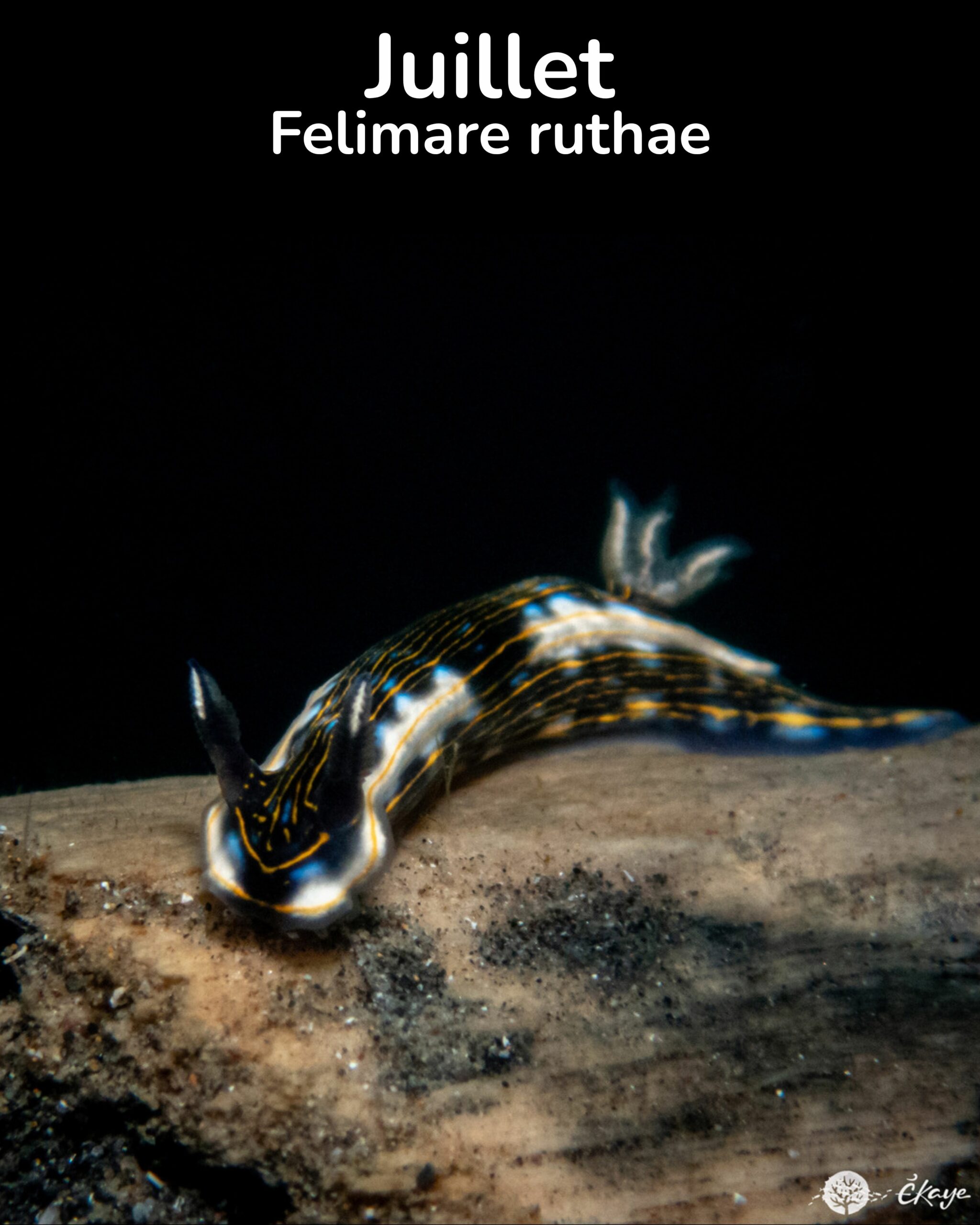 Felimare ruthae 