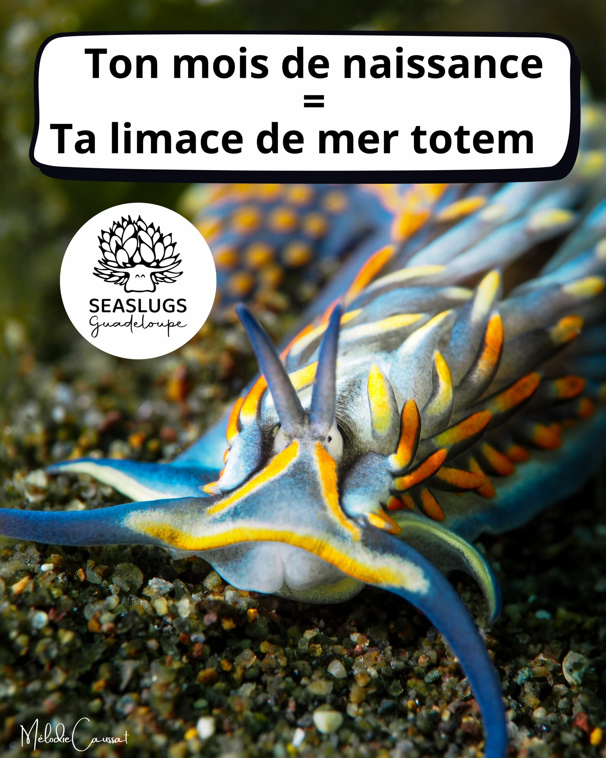 Limace totem 