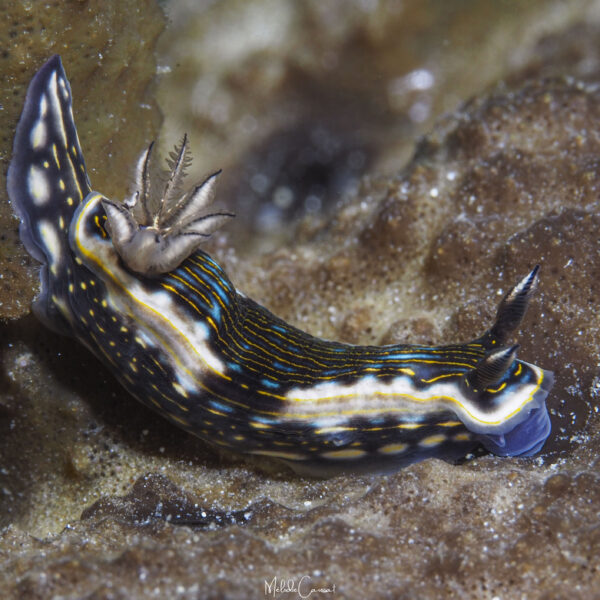 Felimare ruthae